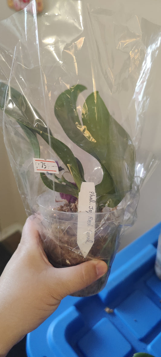 Phal Joy Red Coral Orchid