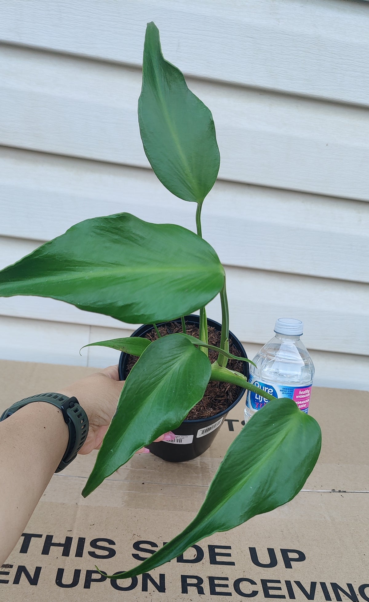 Philodendron Burle Marx Flame