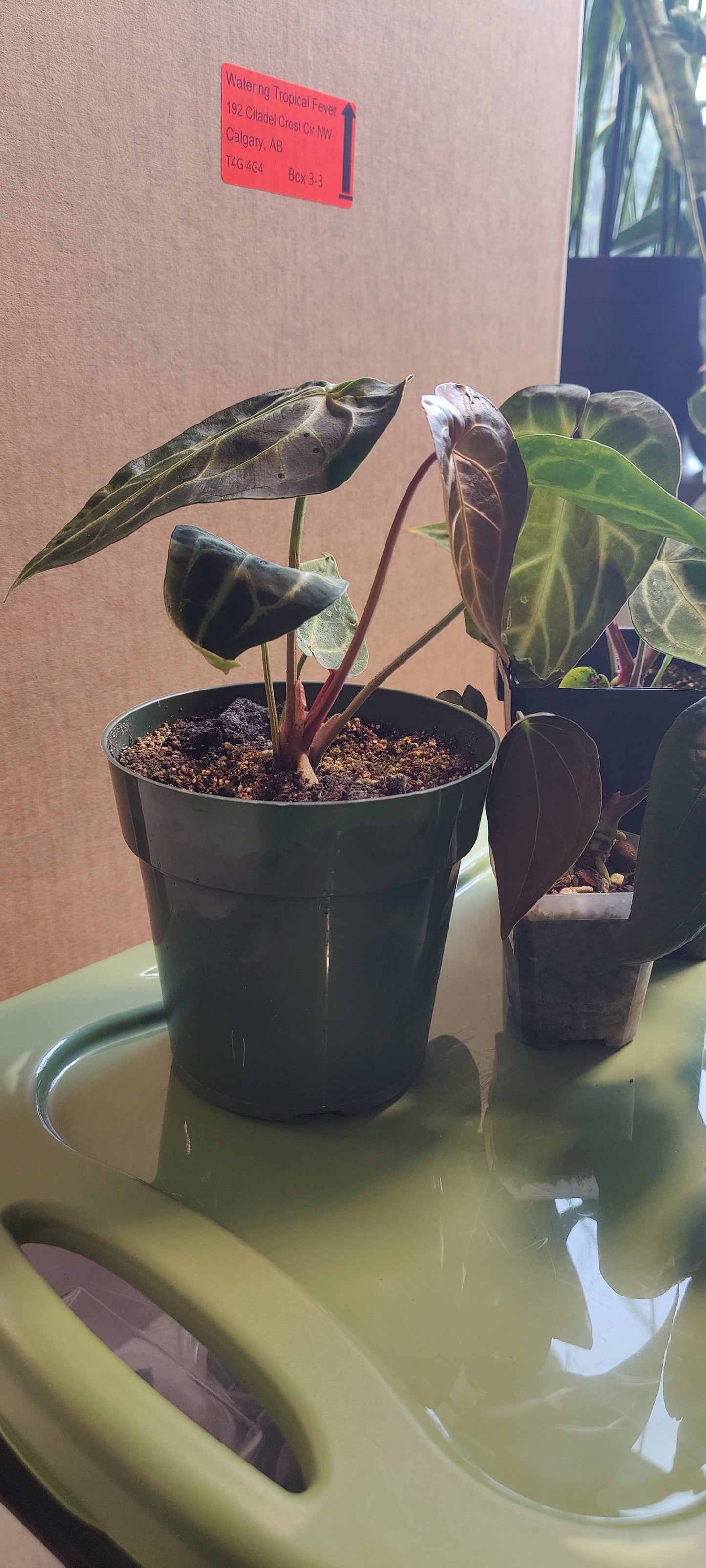 Anthurium Magnificum Silver Large