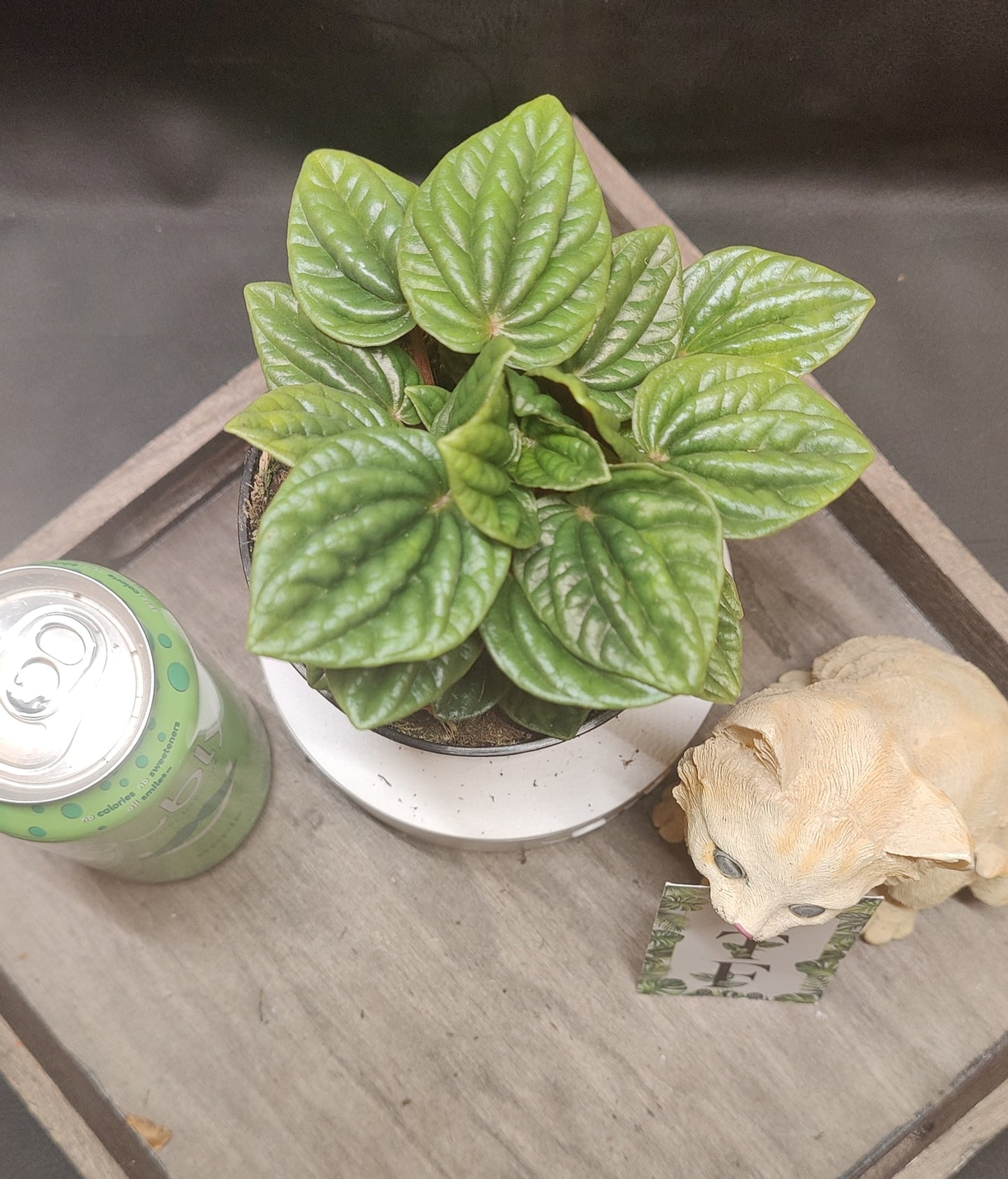 Peperomia Ripple Assorted Colours