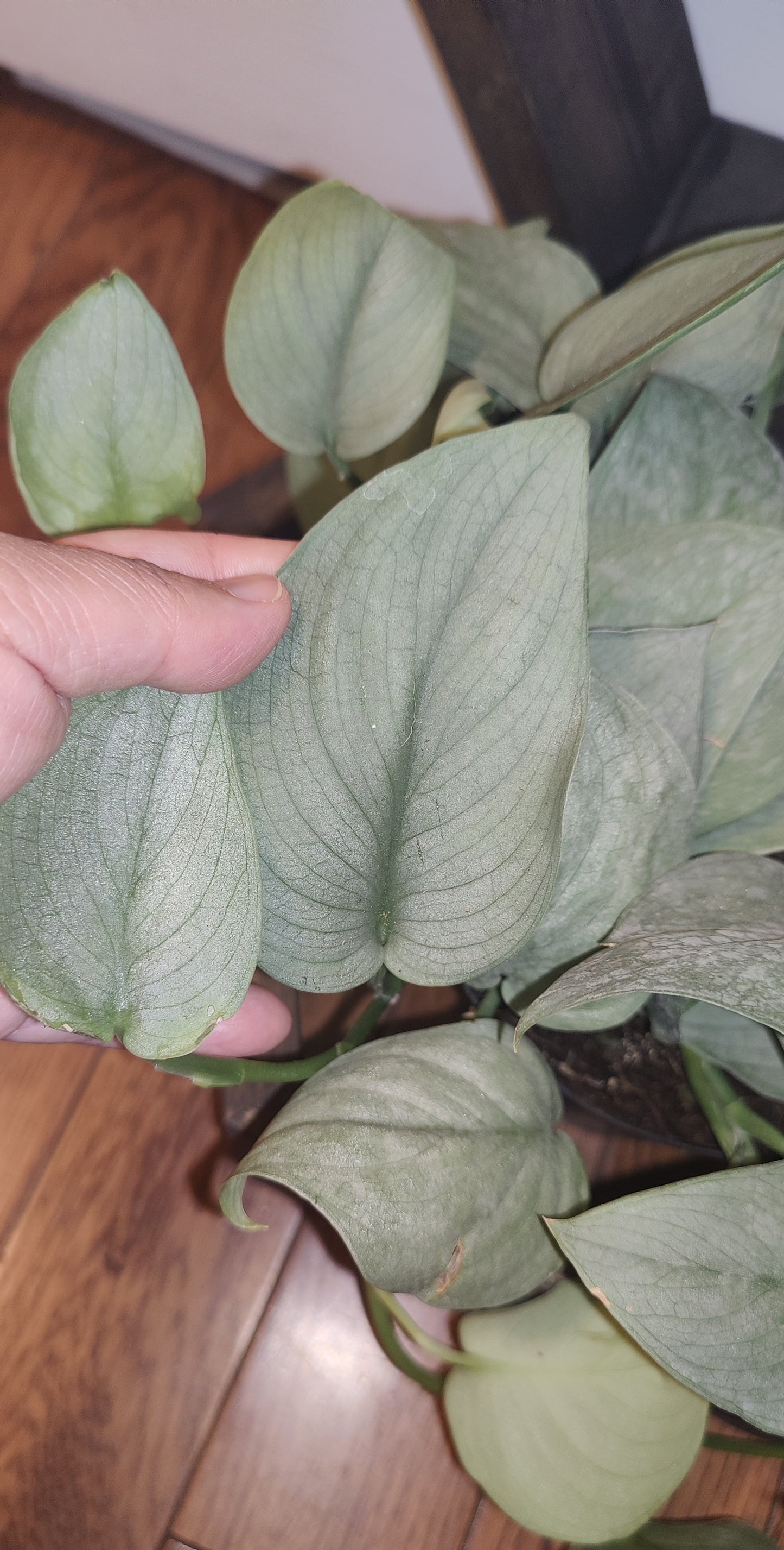 Scindapsus Java Platinum