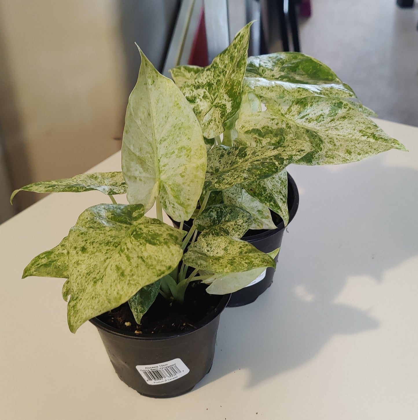 Alocasia Odora Batik Variegated