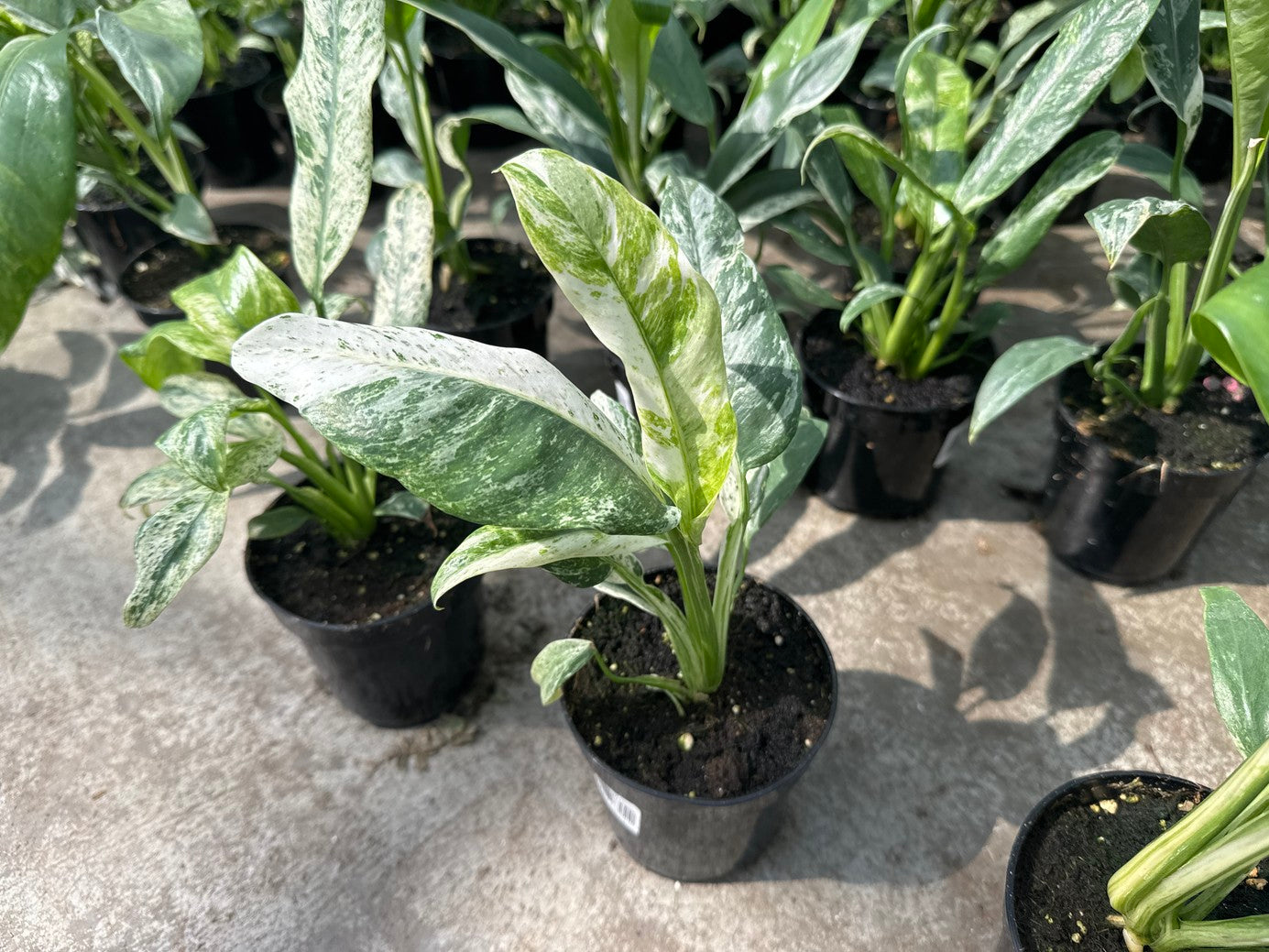 Epipremnum Giganteum Variegated