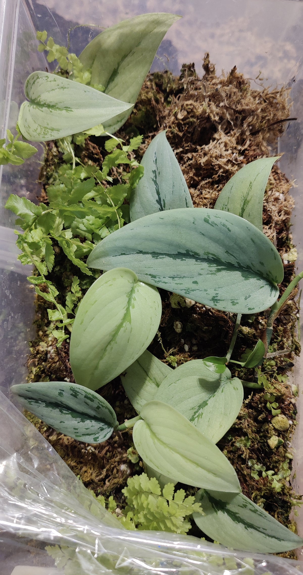 Scindapsus Silver Army