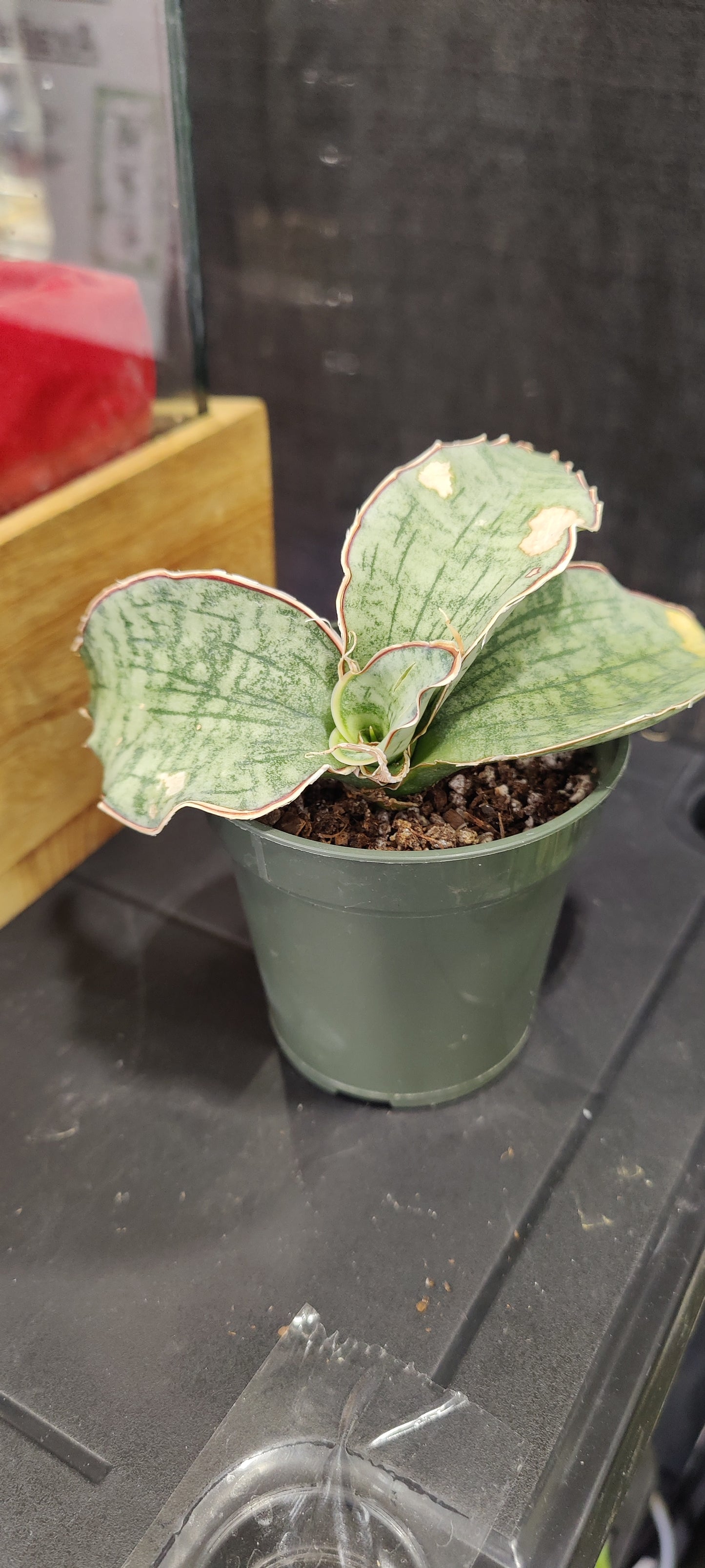 Sansevieria Silver Blue