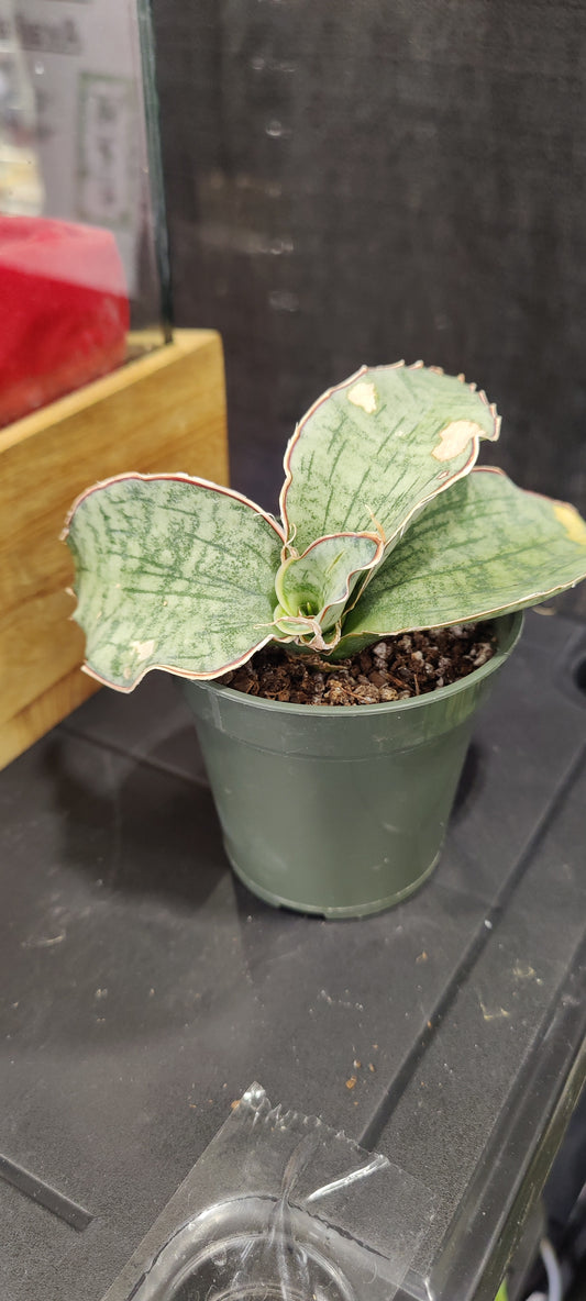 Sansevieria Silver Blue