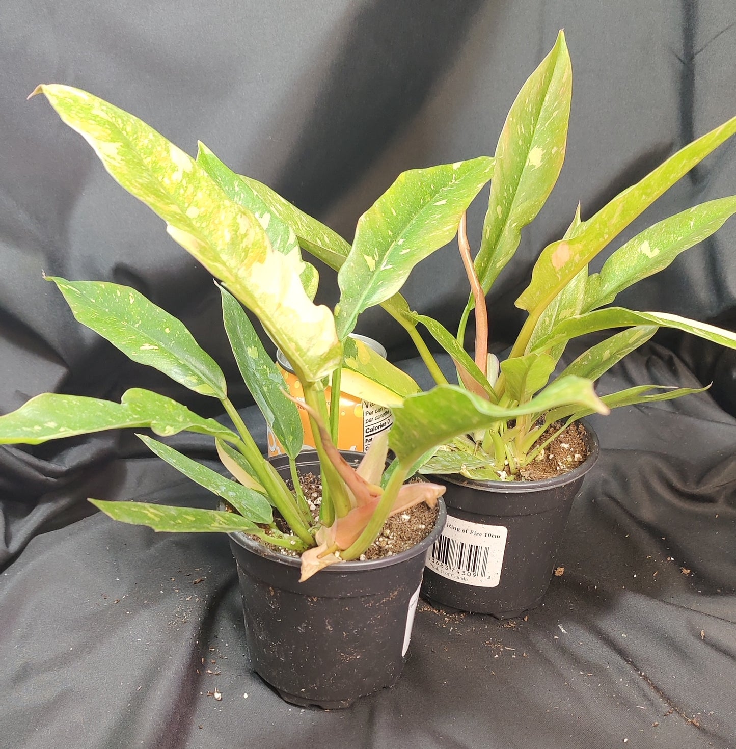 Philodendron Ring of Fire Variegated
