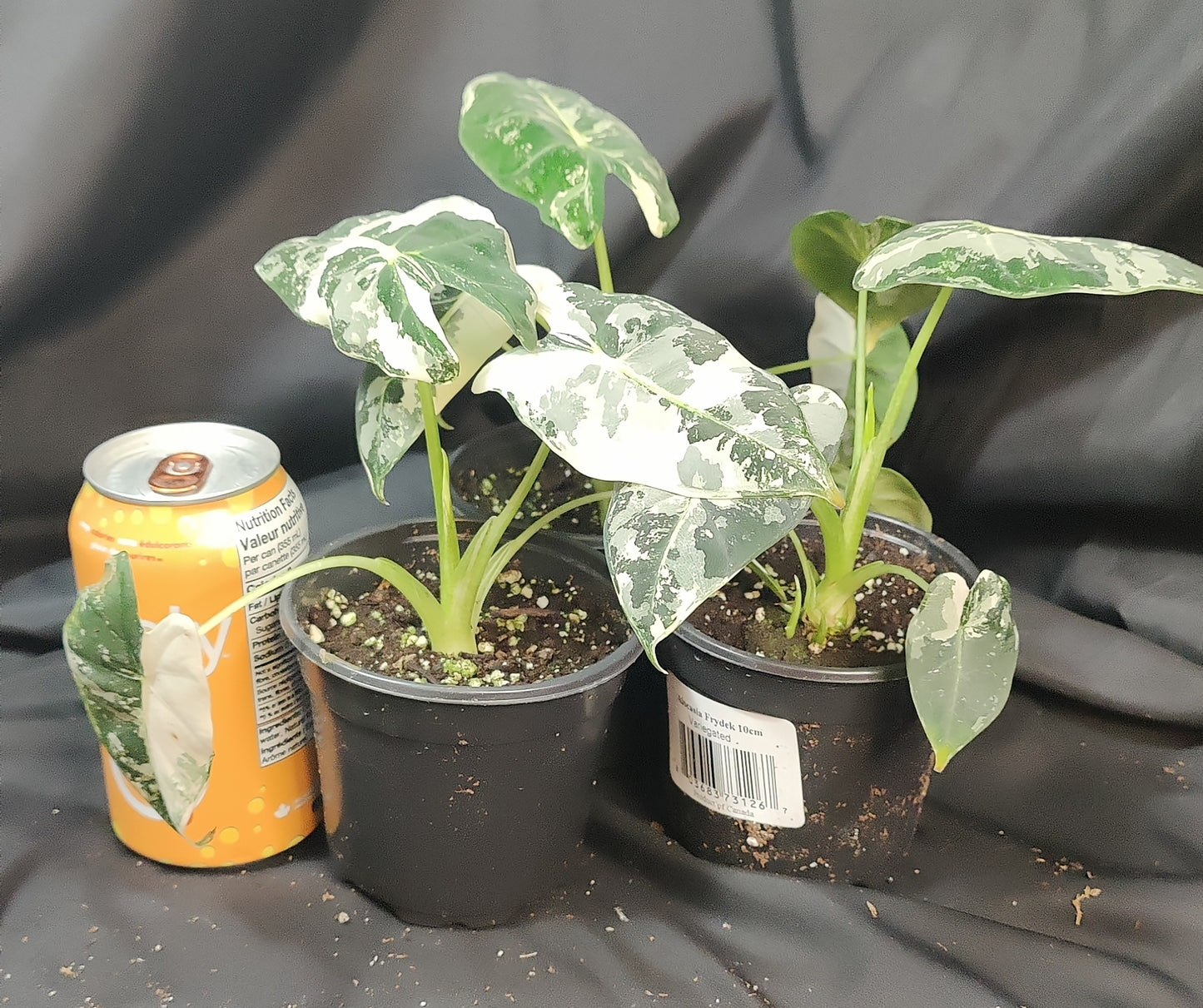Alocasia Frydek Variegated