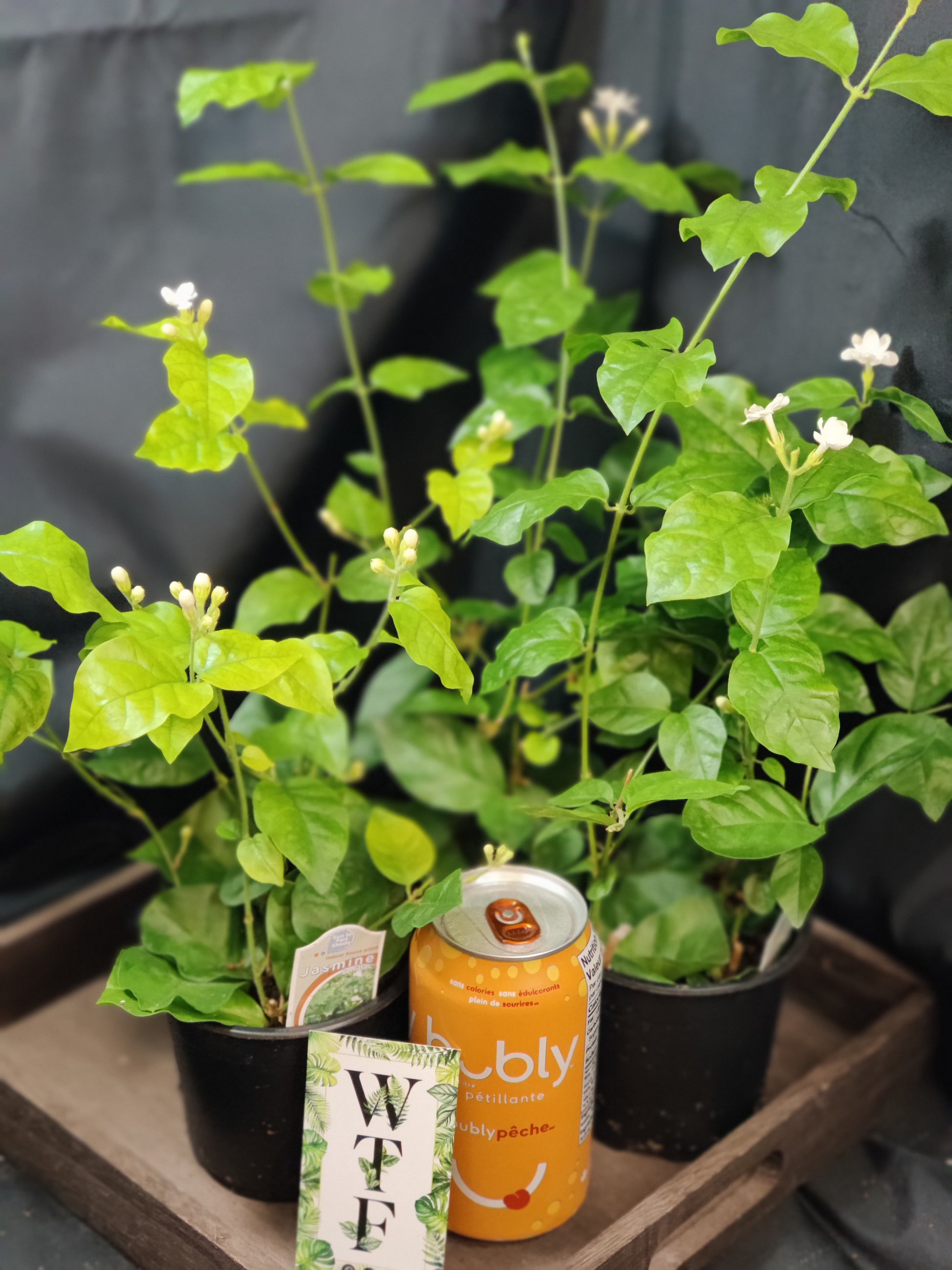 indoor jasmine plant canada Jasmine Arabian Sanbac – Watering Tropical Fever