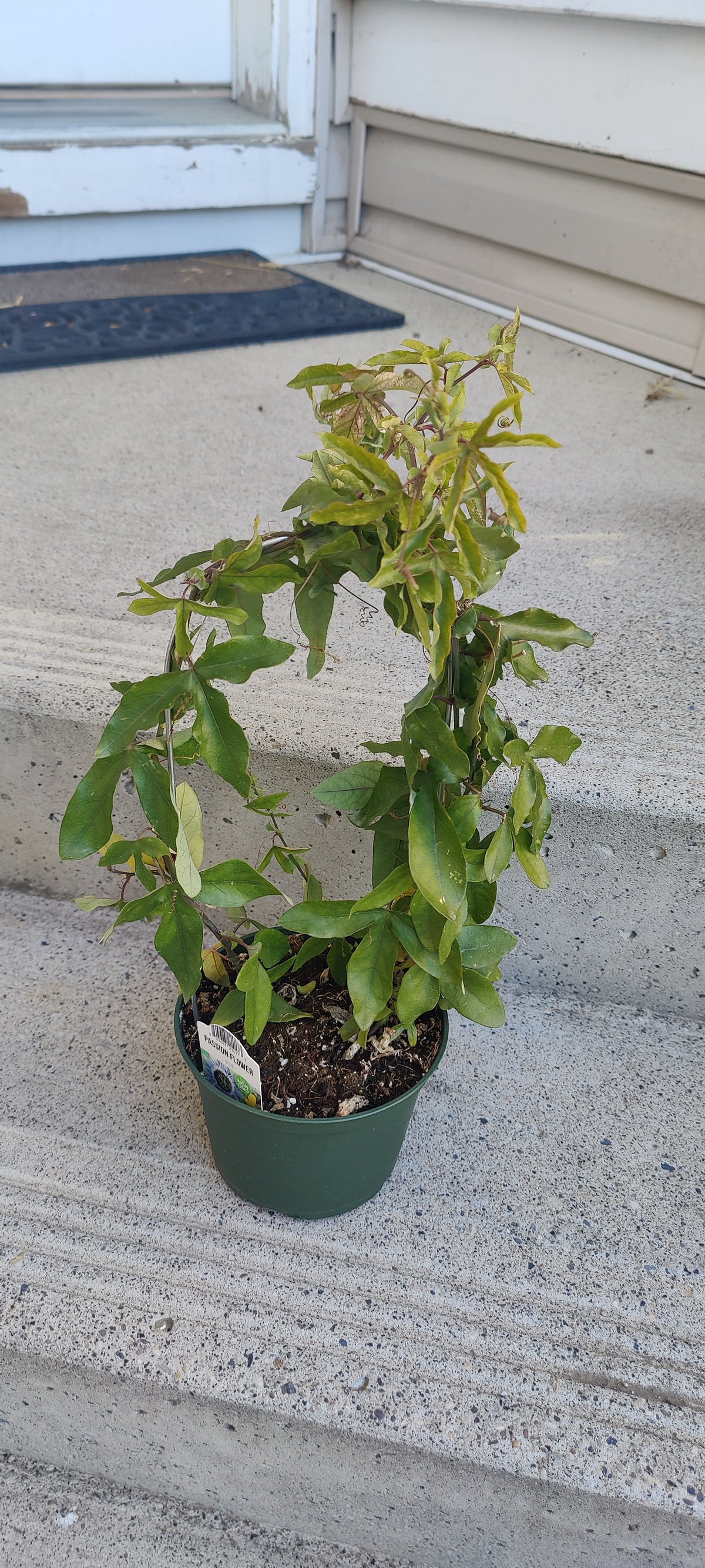 Passion Flower Blue (Passion Fruit) 6" Pot