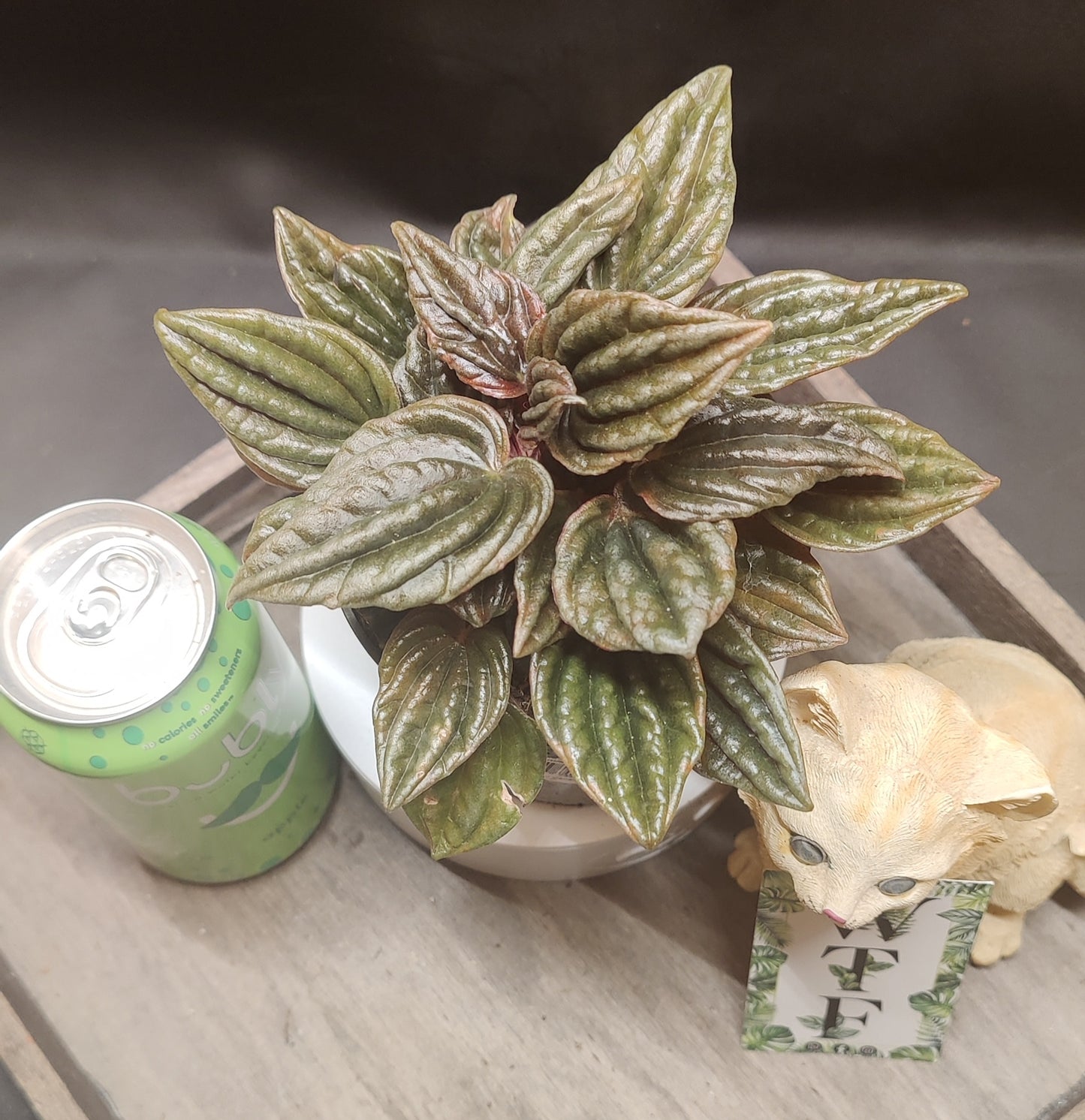 Peperomia Ripple Assorted Colours