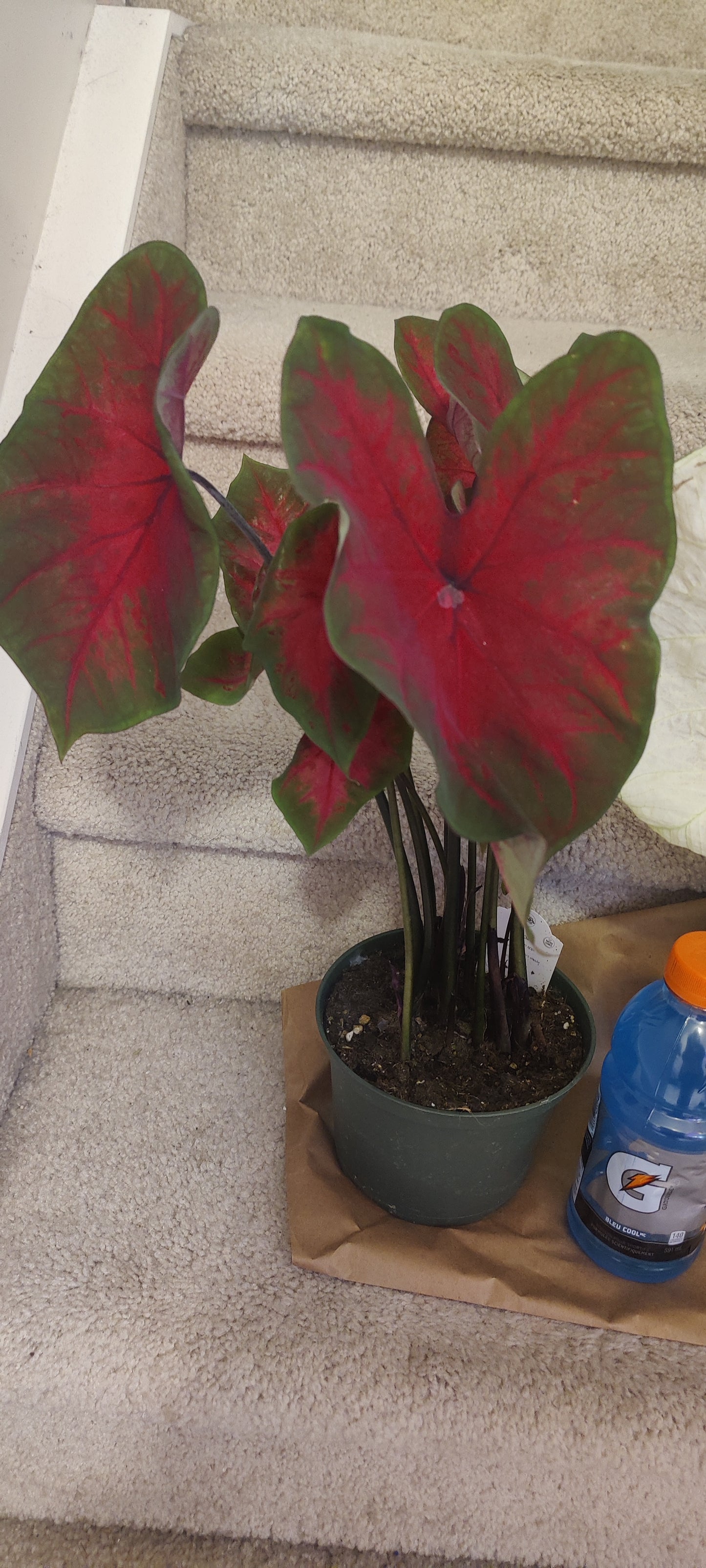 Caladium 6" Pot