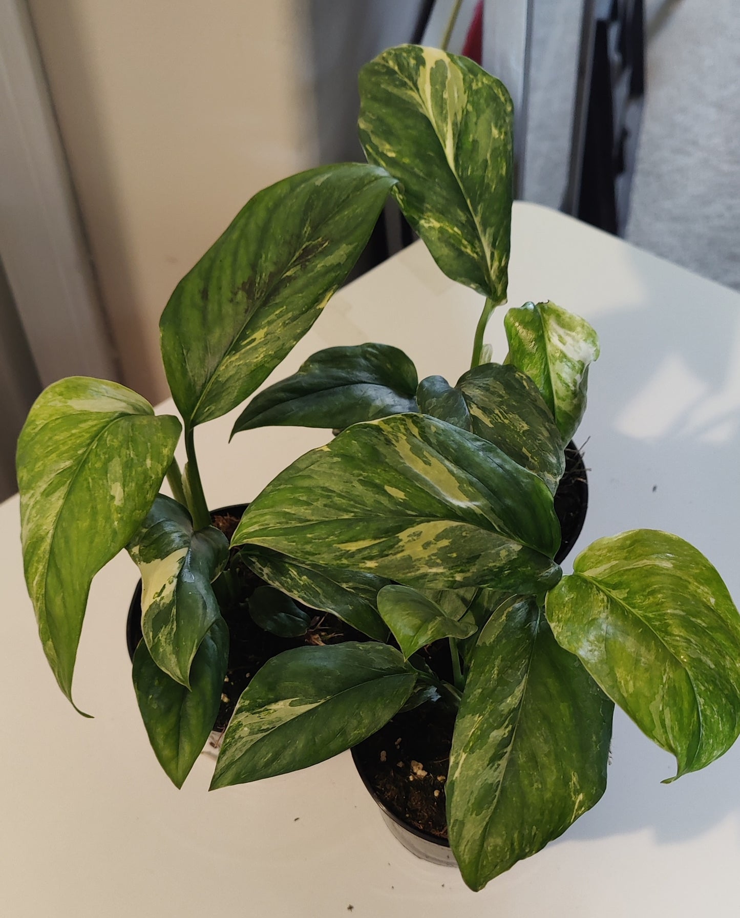 Monstera Lechleriana Variegated
