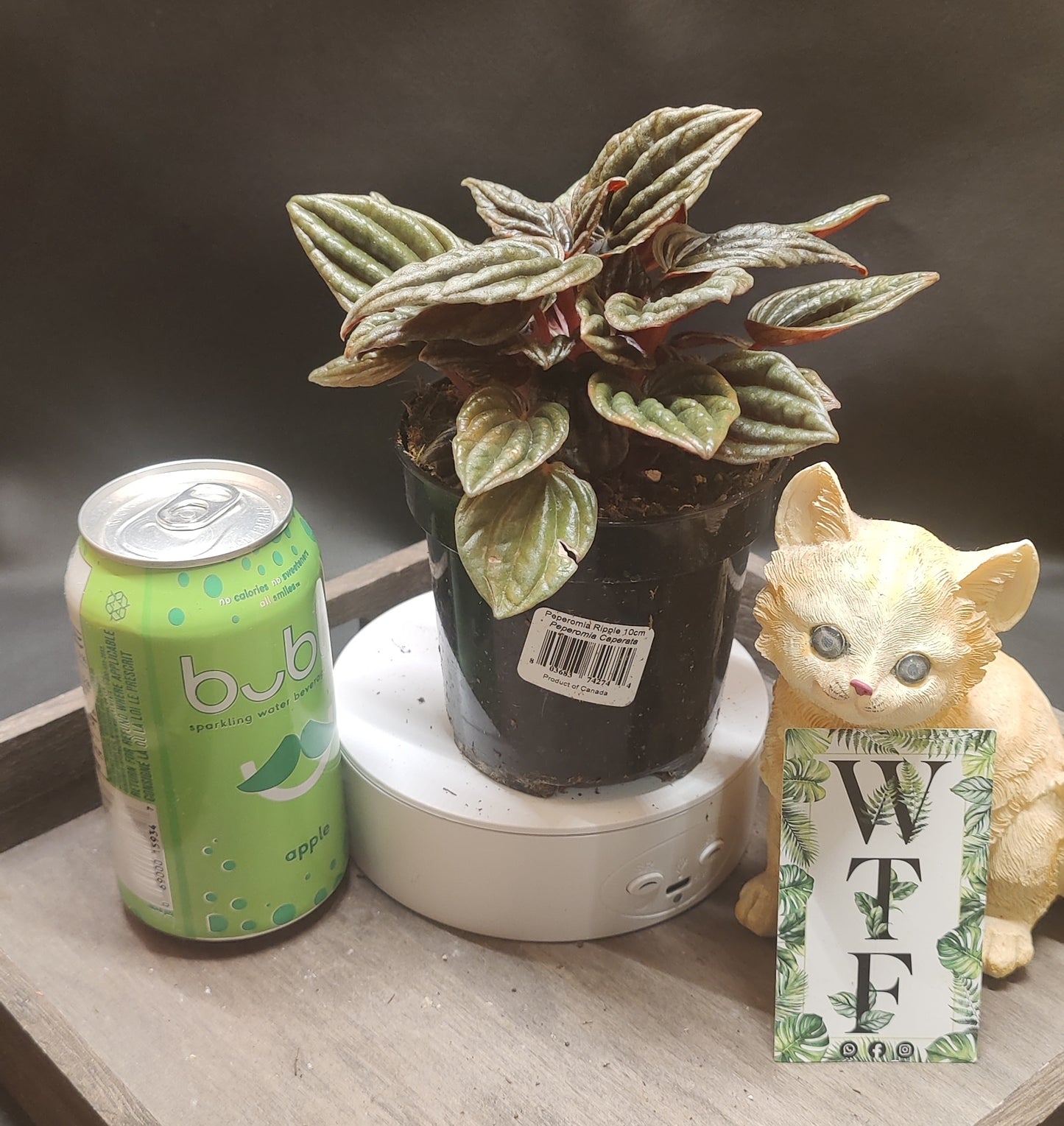 Peperomia Ripple Assorted Colours