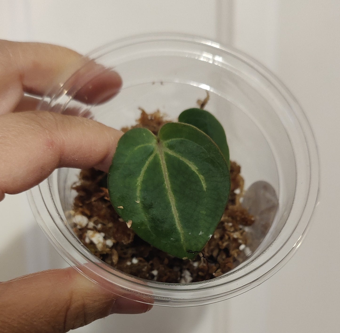 Rare Anthurium Dragon Fire
