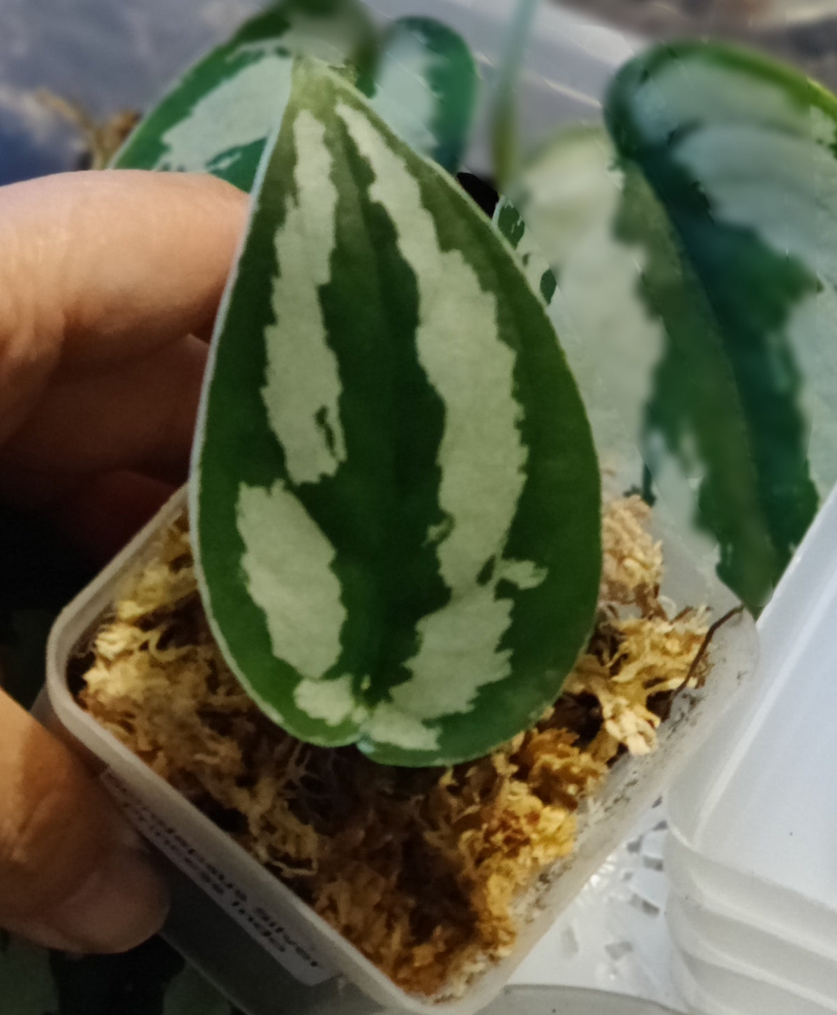 Scindpsus Silver Princess Indo