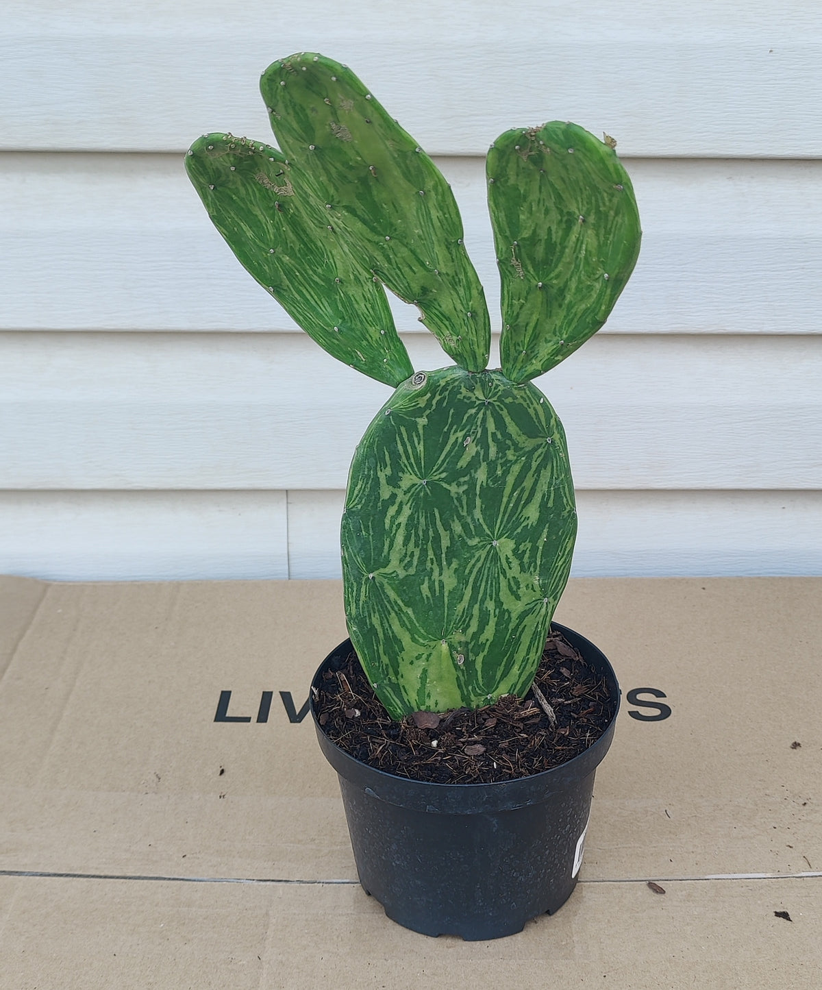 Variegated Prickly Pear Cactus