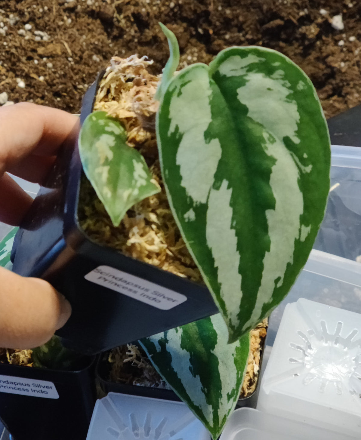 Scindpsus Silver Princess Indo