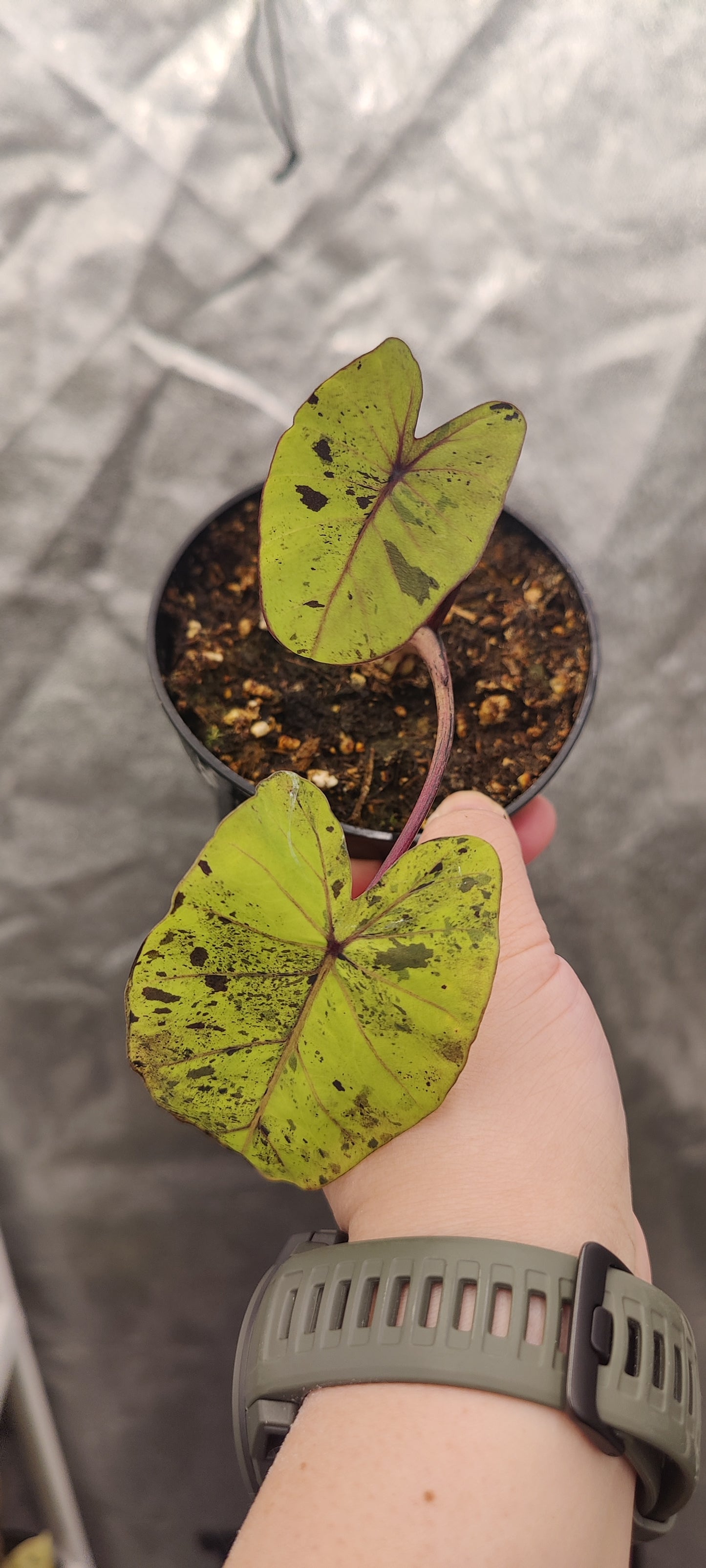 Colocasia Mojito