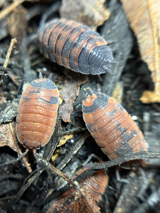 Porcellio Scaber "Lava"