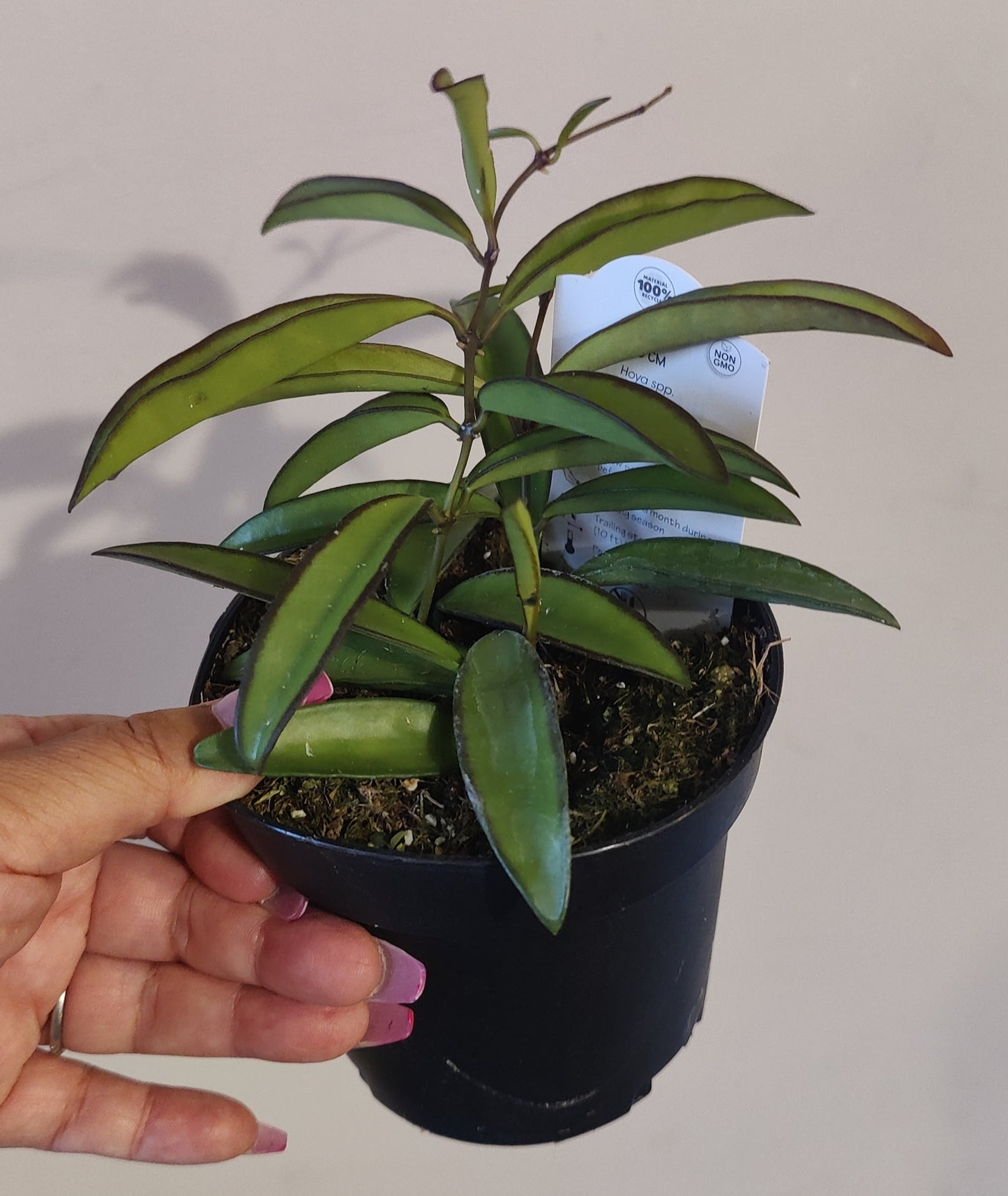 Hoya Wayettii