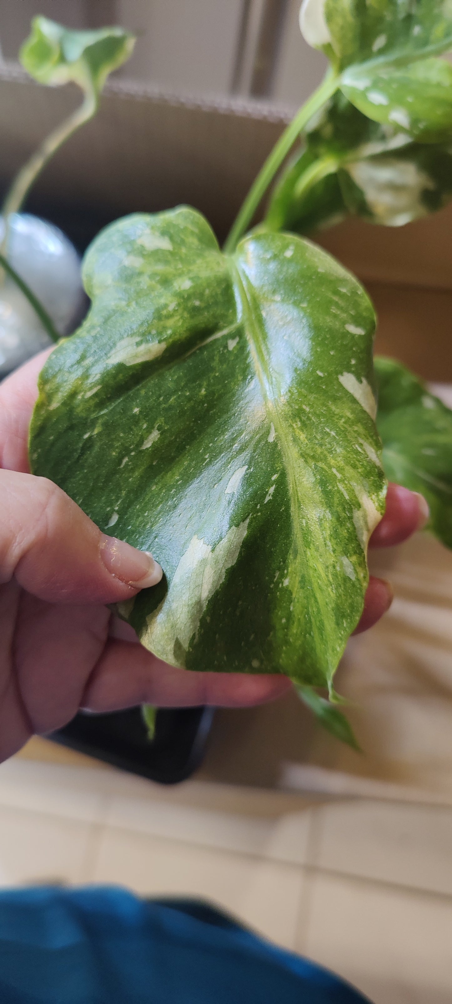 Monstera Thai Con Tri-Color "Miracle"