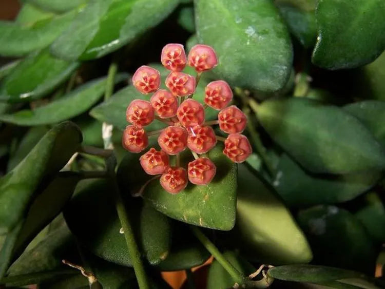 Hoya Bilobata aka Panchoi
