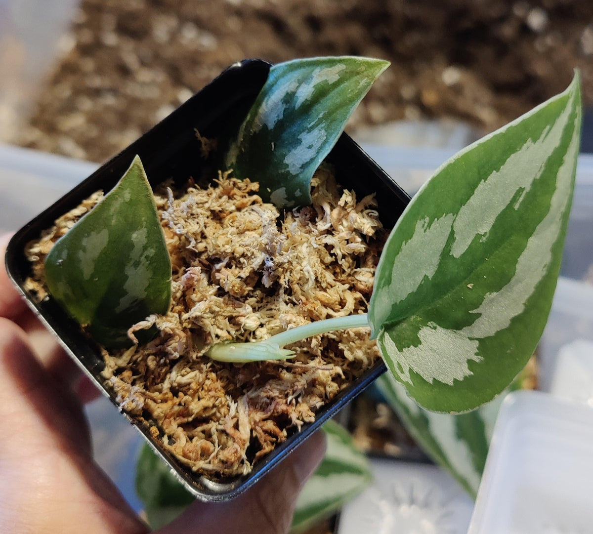 Scindpsus Silver Princess Indo