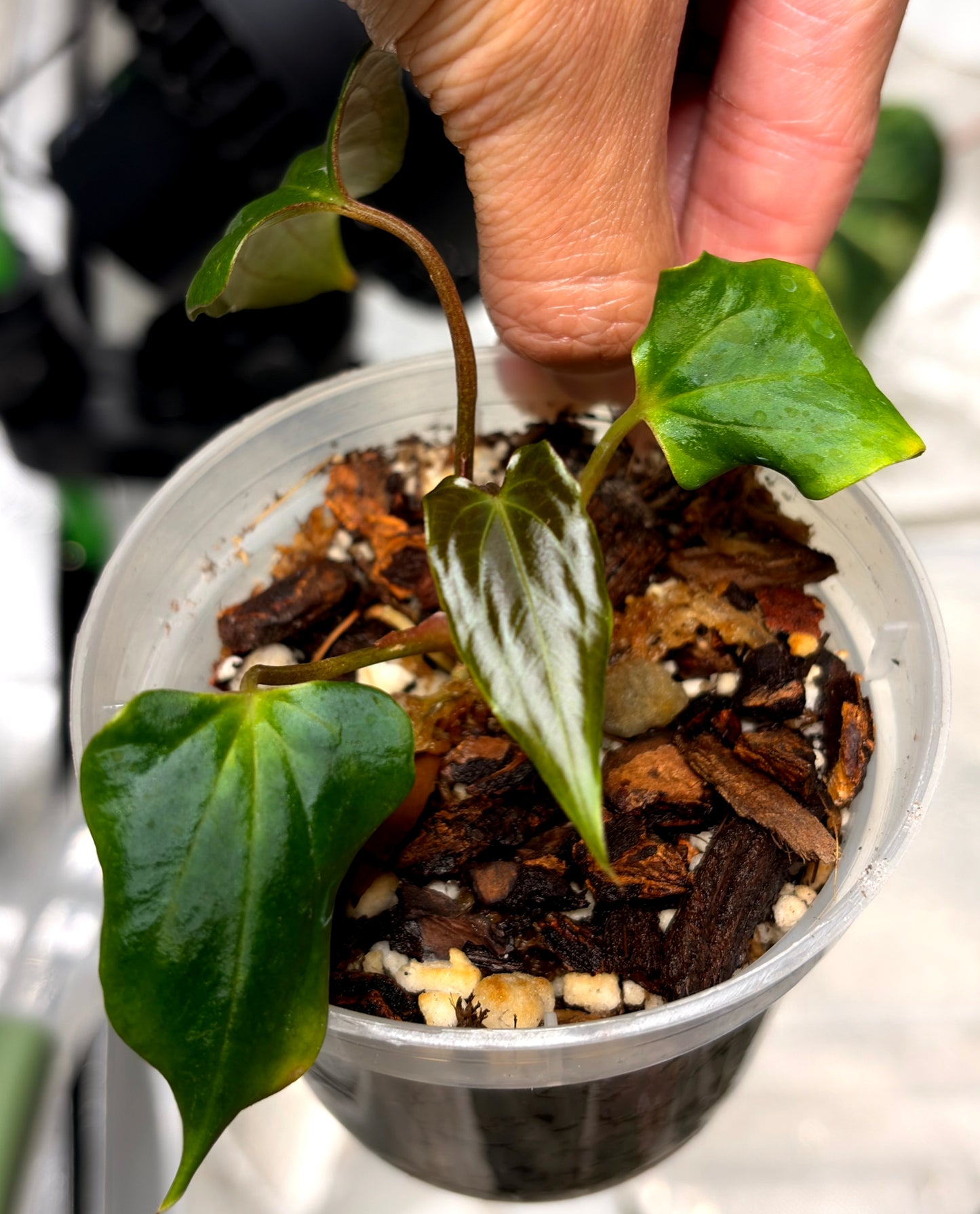Plantie Pete's Rare Anthurium Collection