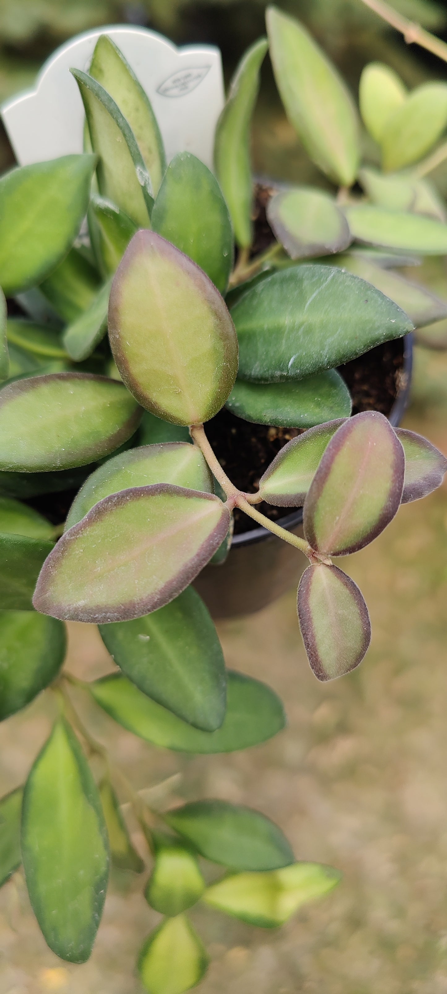 Hoya Burtoniea
