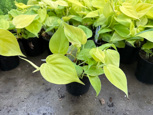 Philodendron Heart Leaf Lime