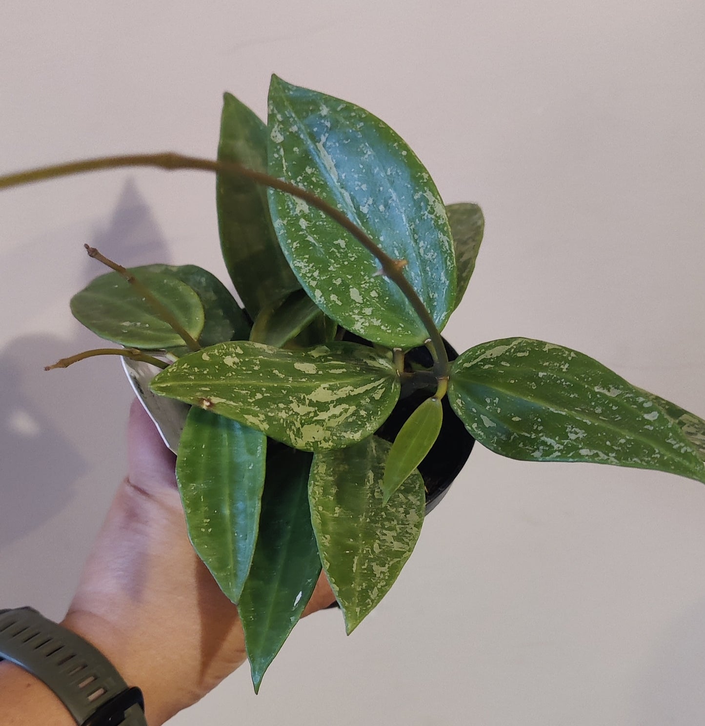 Hoya Rangsan Silver Splash