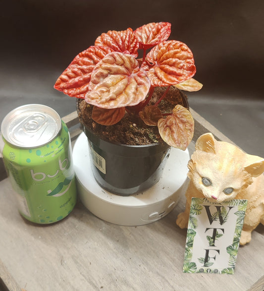 Peperomia Ripple Assorted Colours