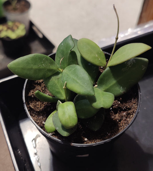 Hoya Bilobata aka Panchoi