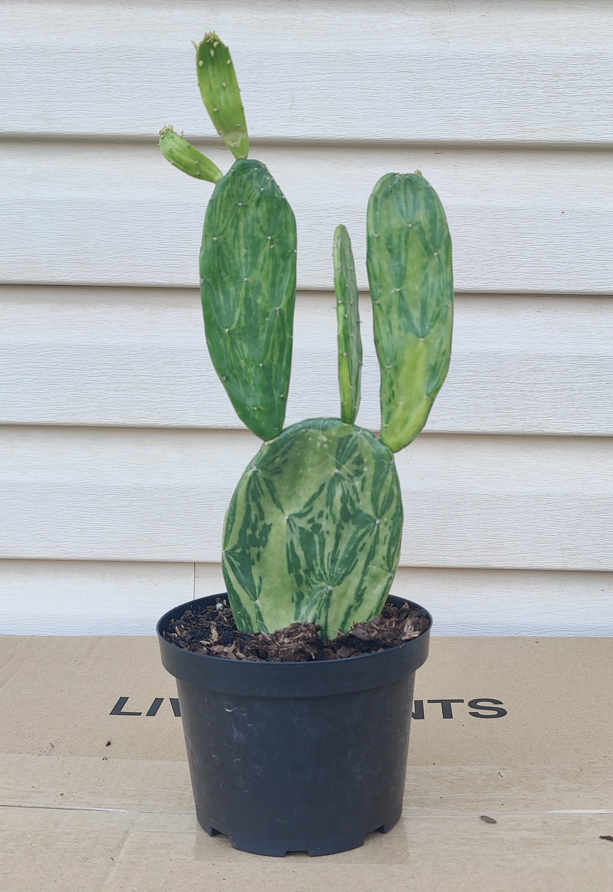 Variegated Prickly Pear Cactus