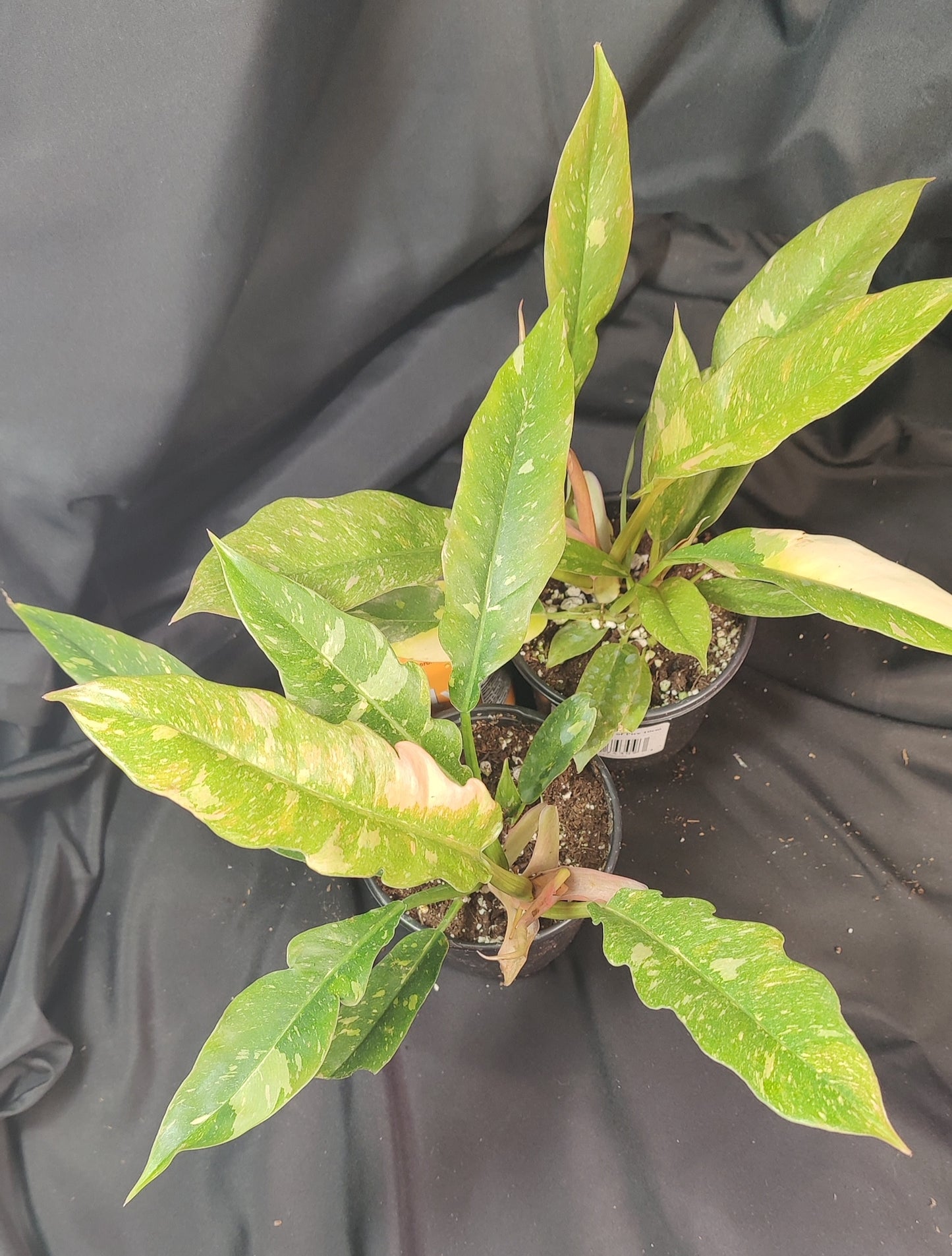 Philodendron Ring of Fire Variegated