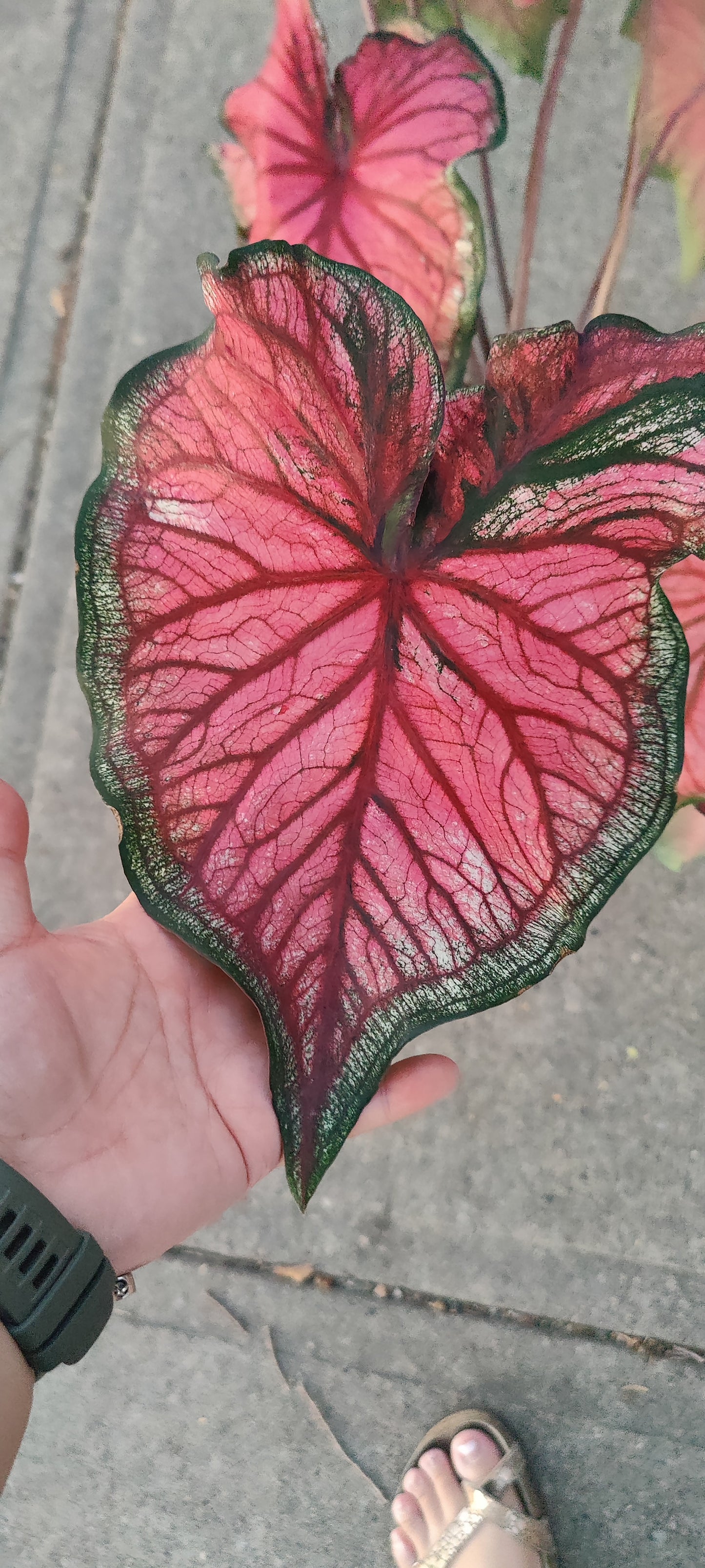 Caladium 6" Pot