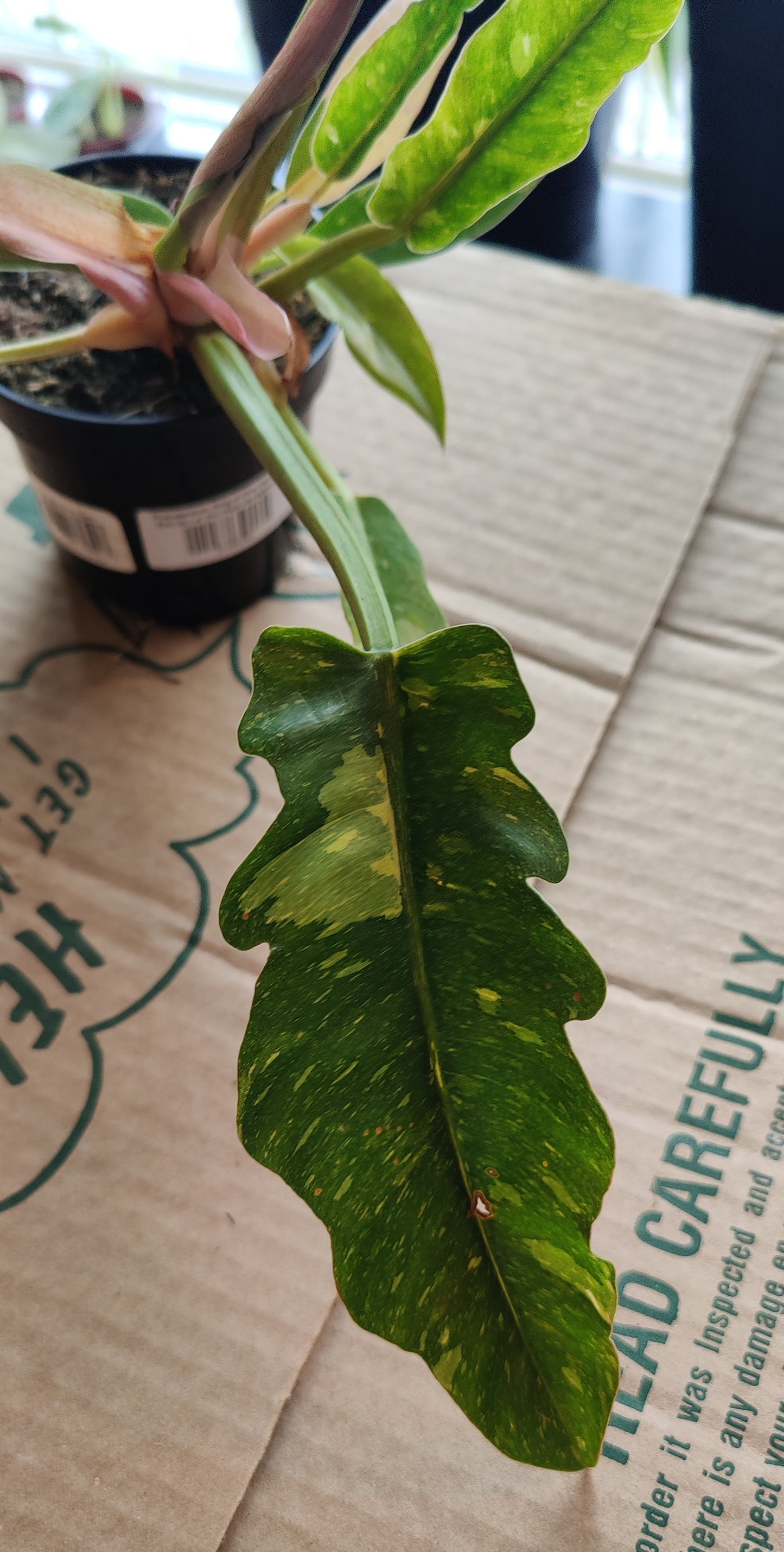 Philodendron Ring of Fire Variegated
