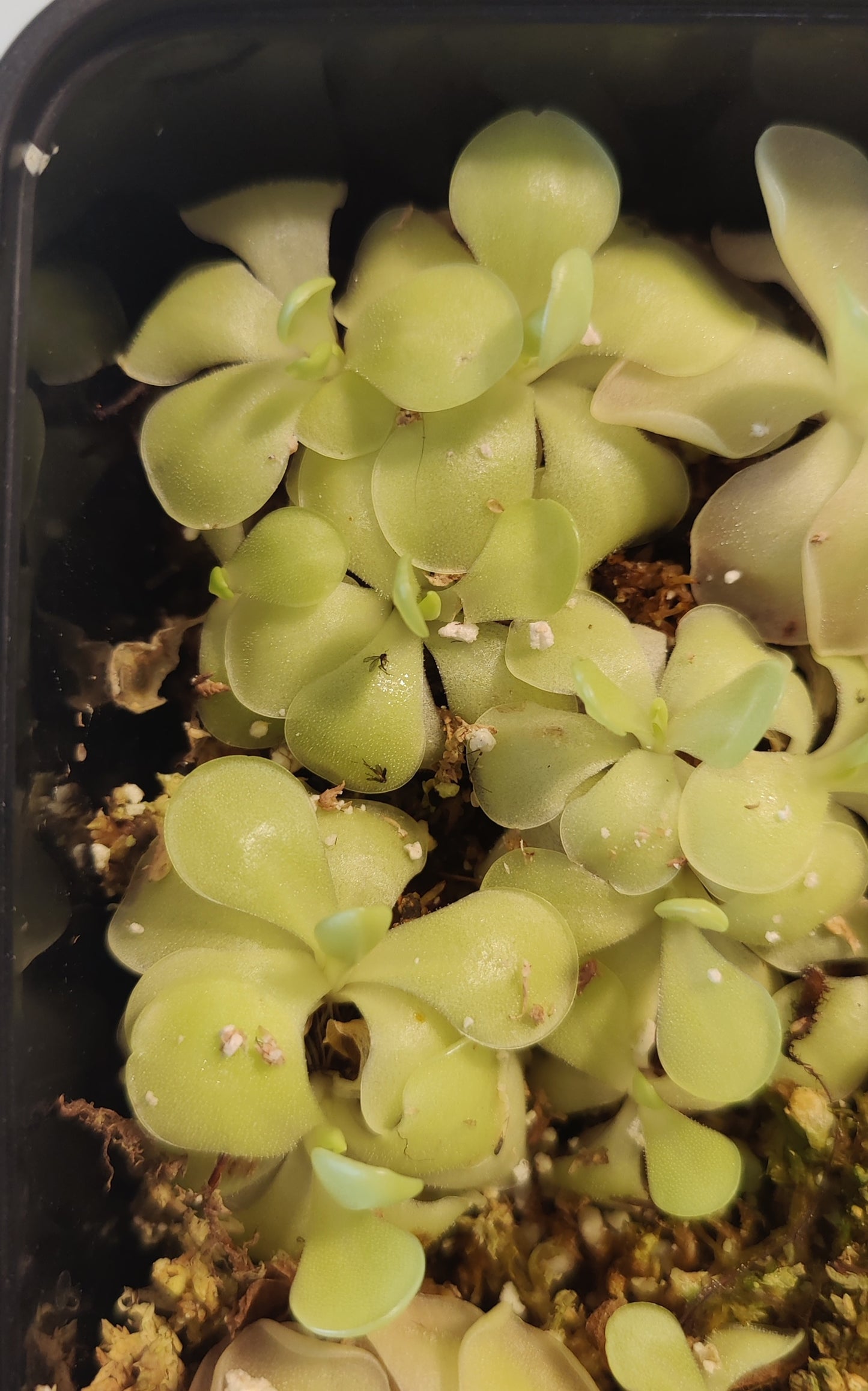 Butterwort