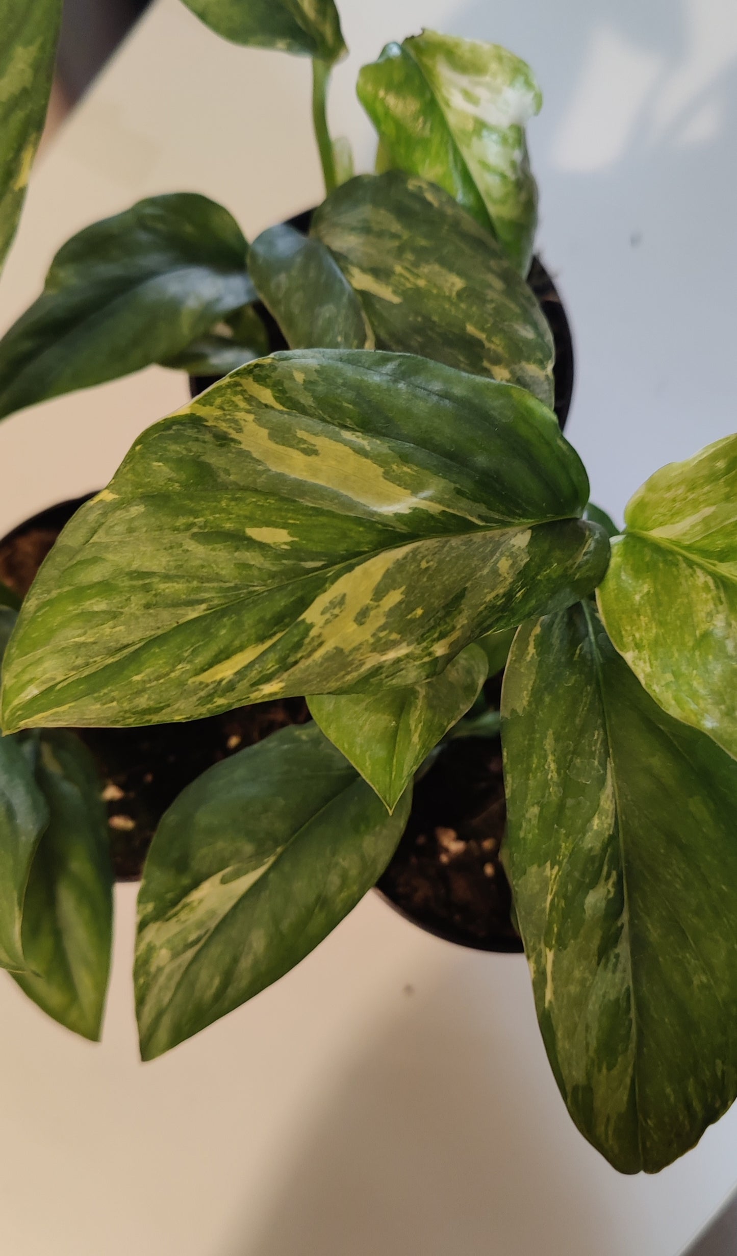 Monstera Lechleriana Variegated