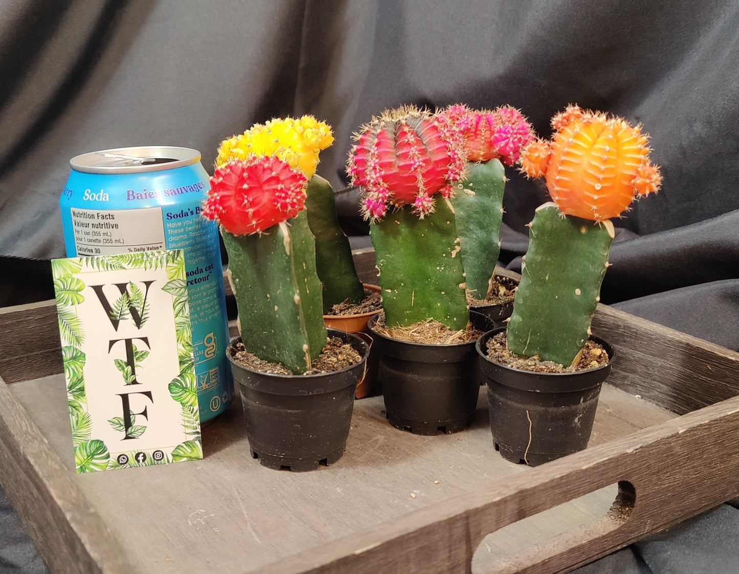 Grafted Cactus