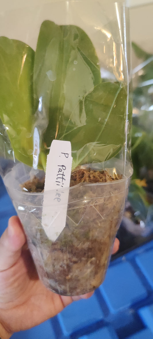 Phal Pattii Lee