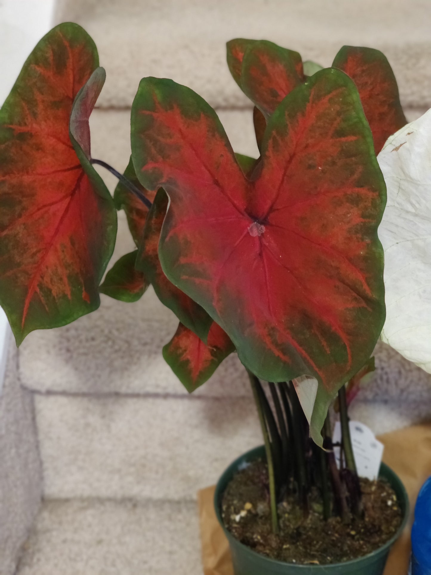 Caladium 6" Pot