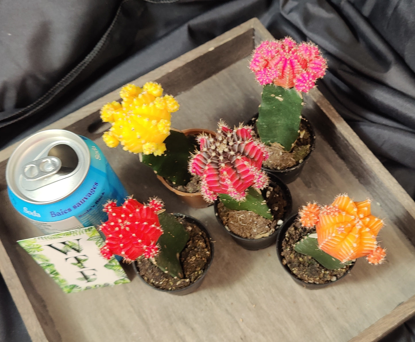 Grafted Cactus