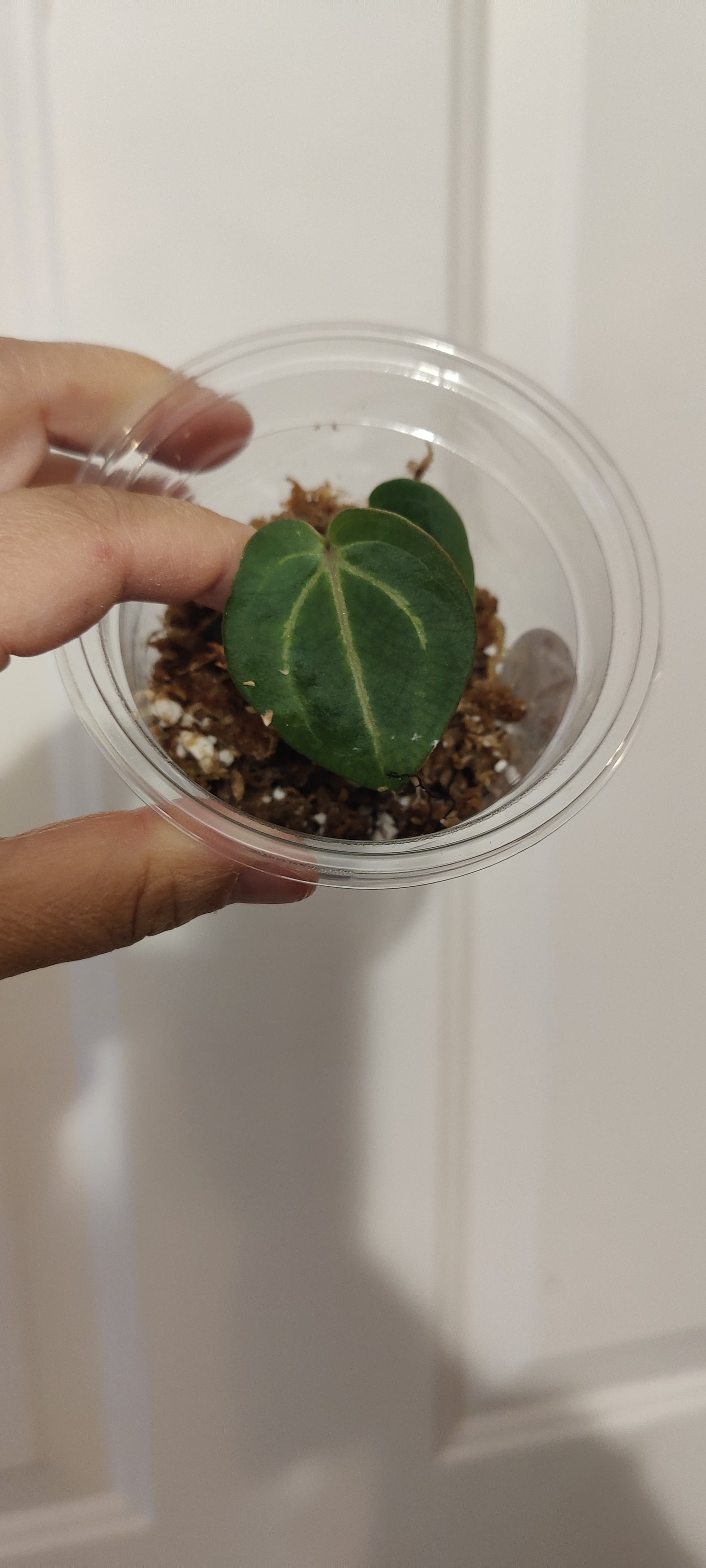 Rare Anthurium Dragon Fire