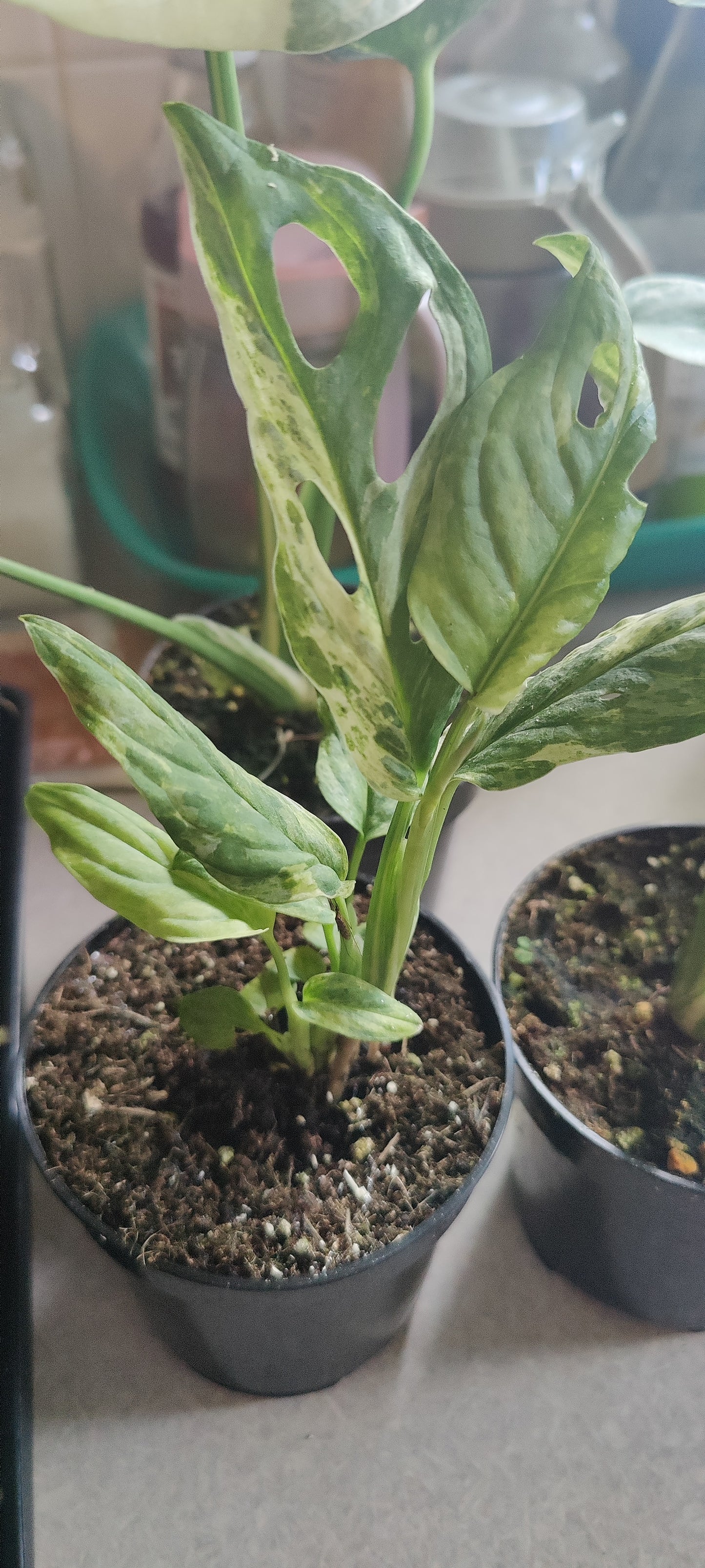 Swiss Cheese Vine Mint Variegated