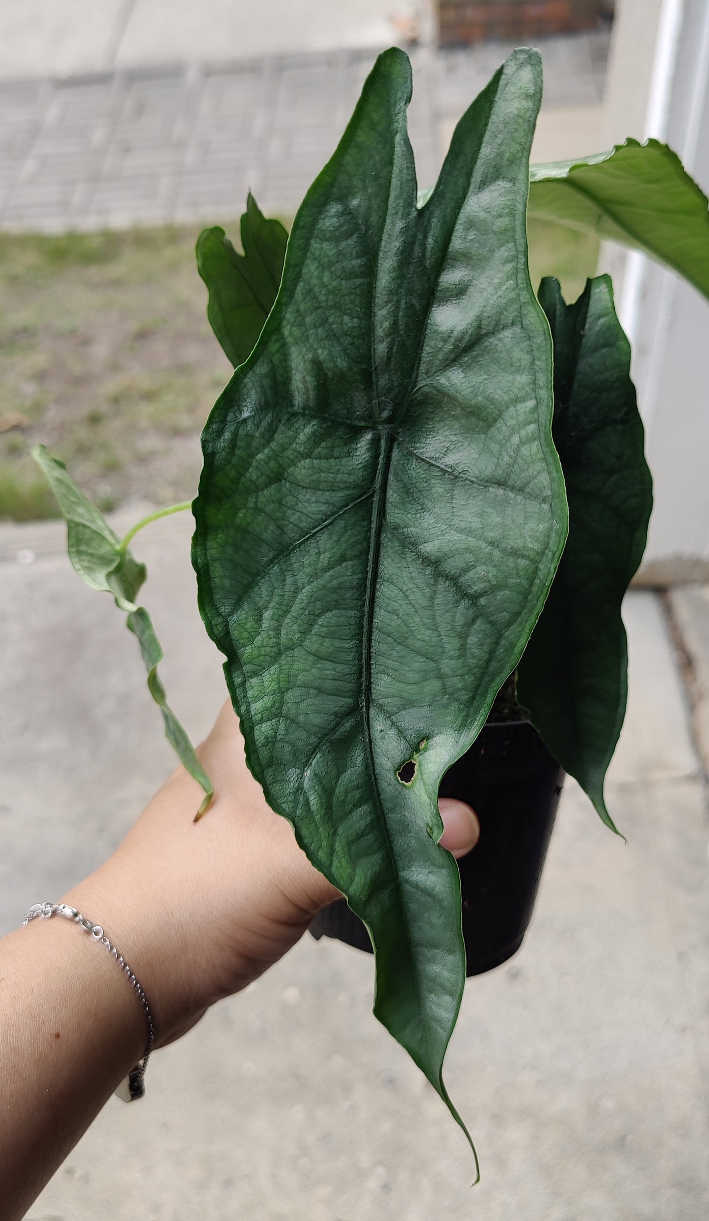 Alocasia Heterophylla "Dragons Breath"