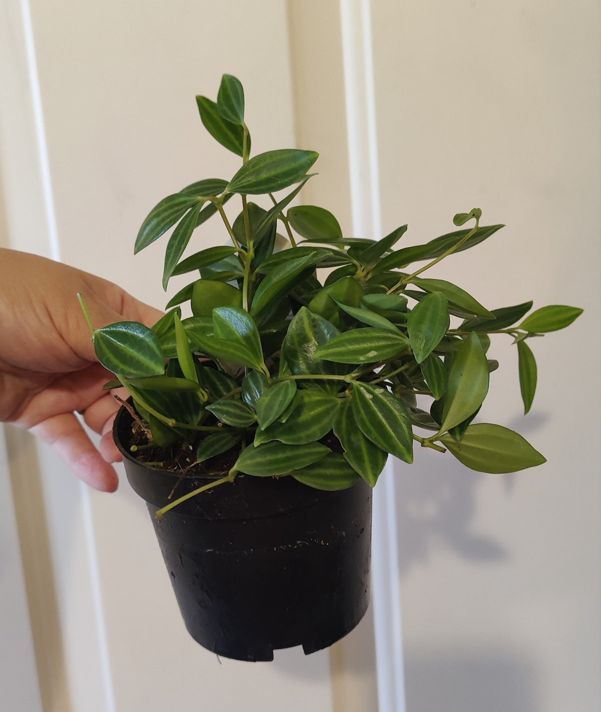 Peperomia Angulata