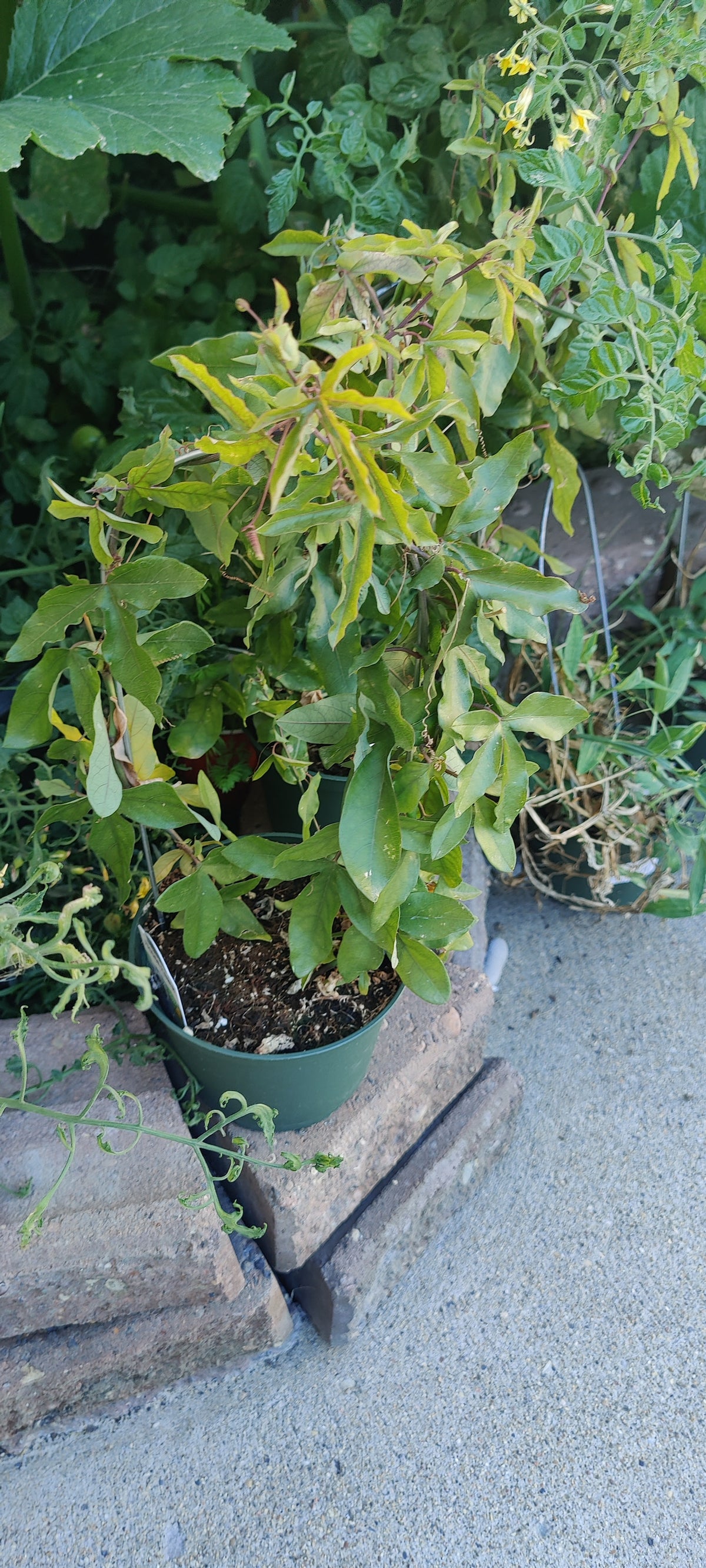 Passion Flower Blue (Passion Fruit) 6" Pot