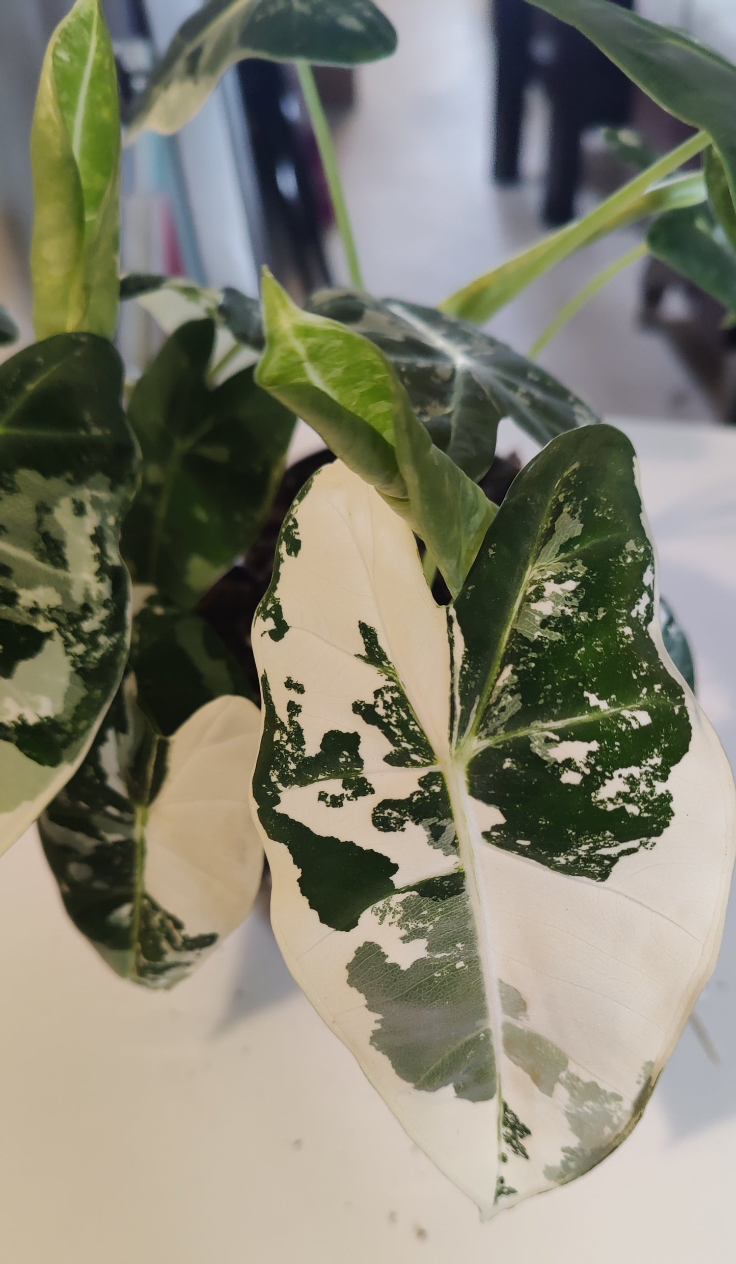 Alocasia Micholitziana Variegated